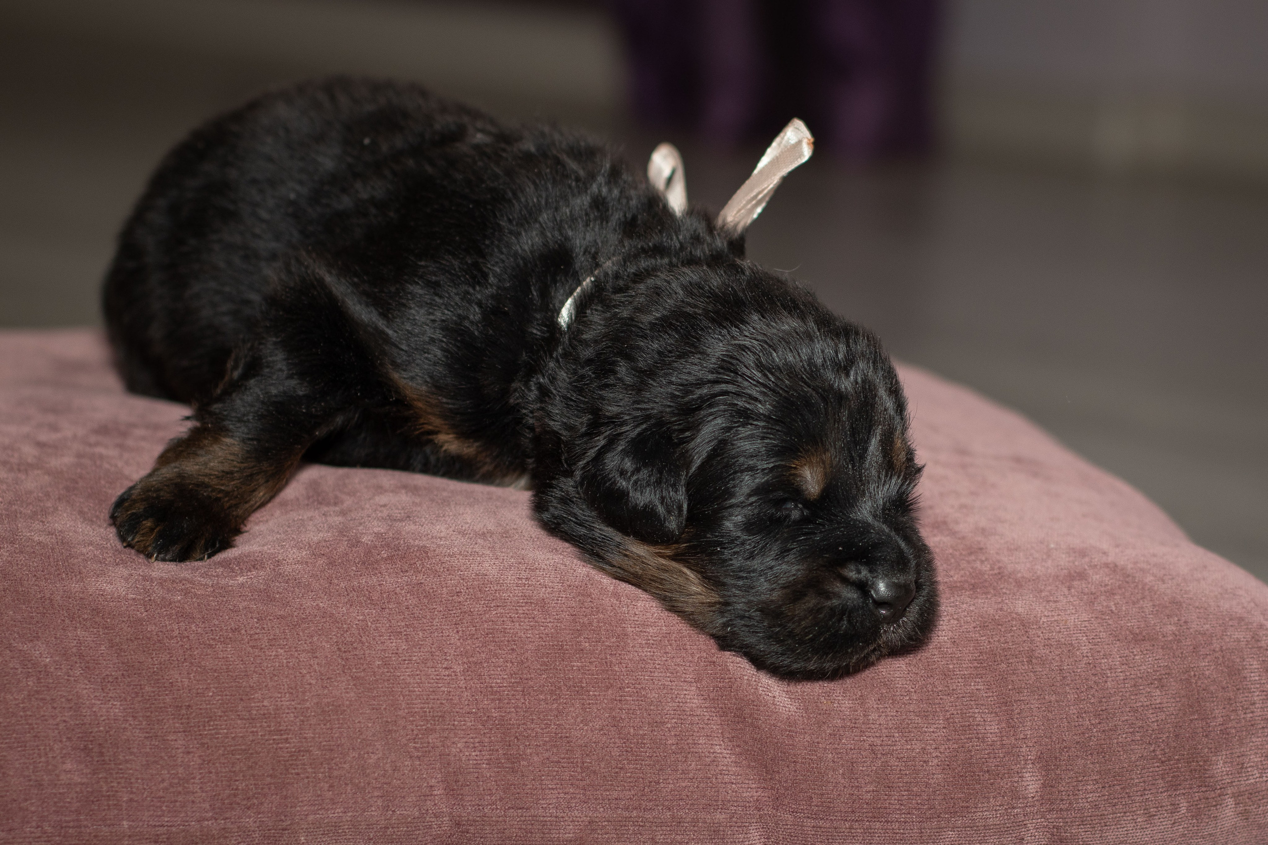 Тибетский мастиф. Юлия Микульская. Рыбинск