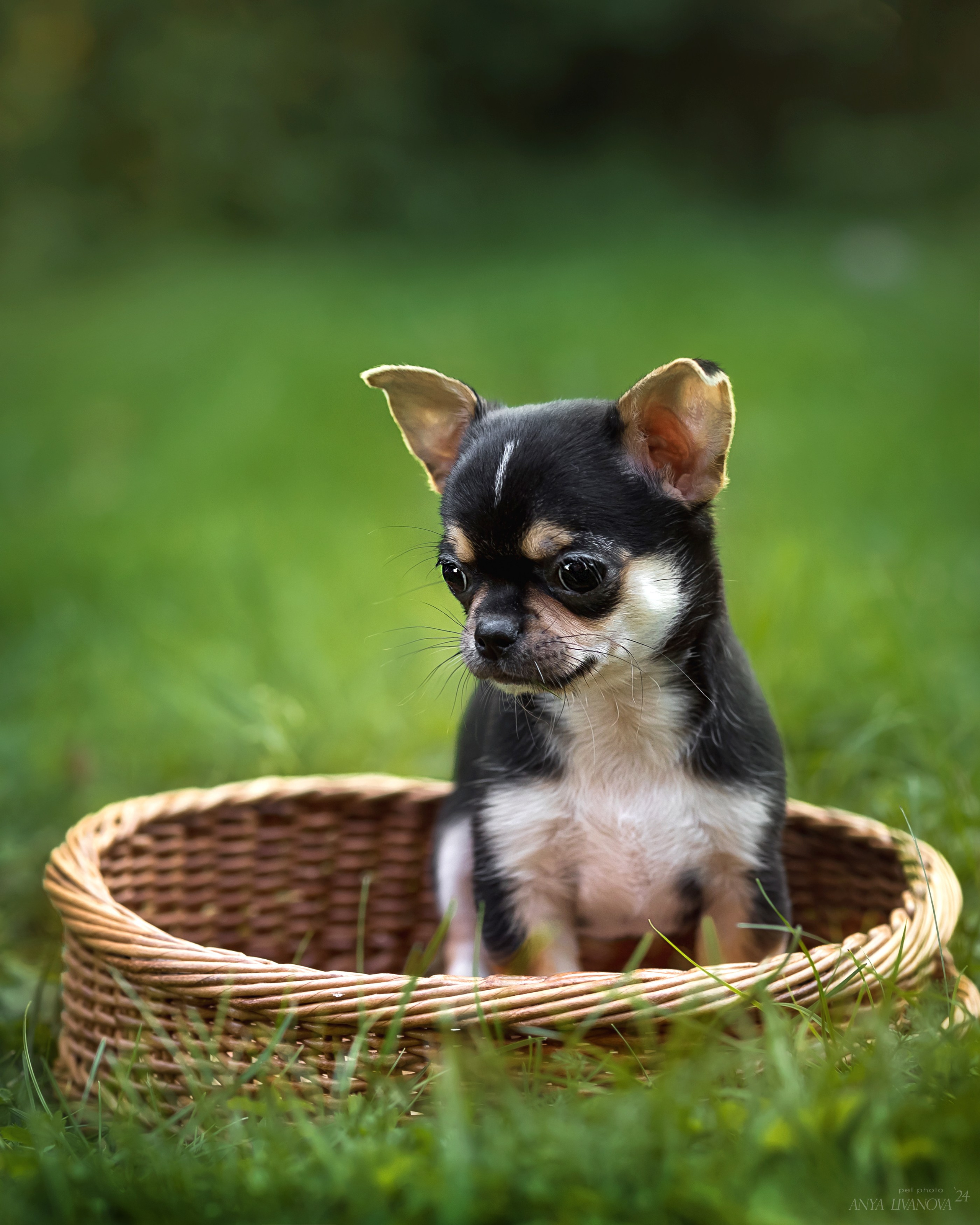 Чихуахуа. Фотограф анималист Аня Ливанова | Рыбинск