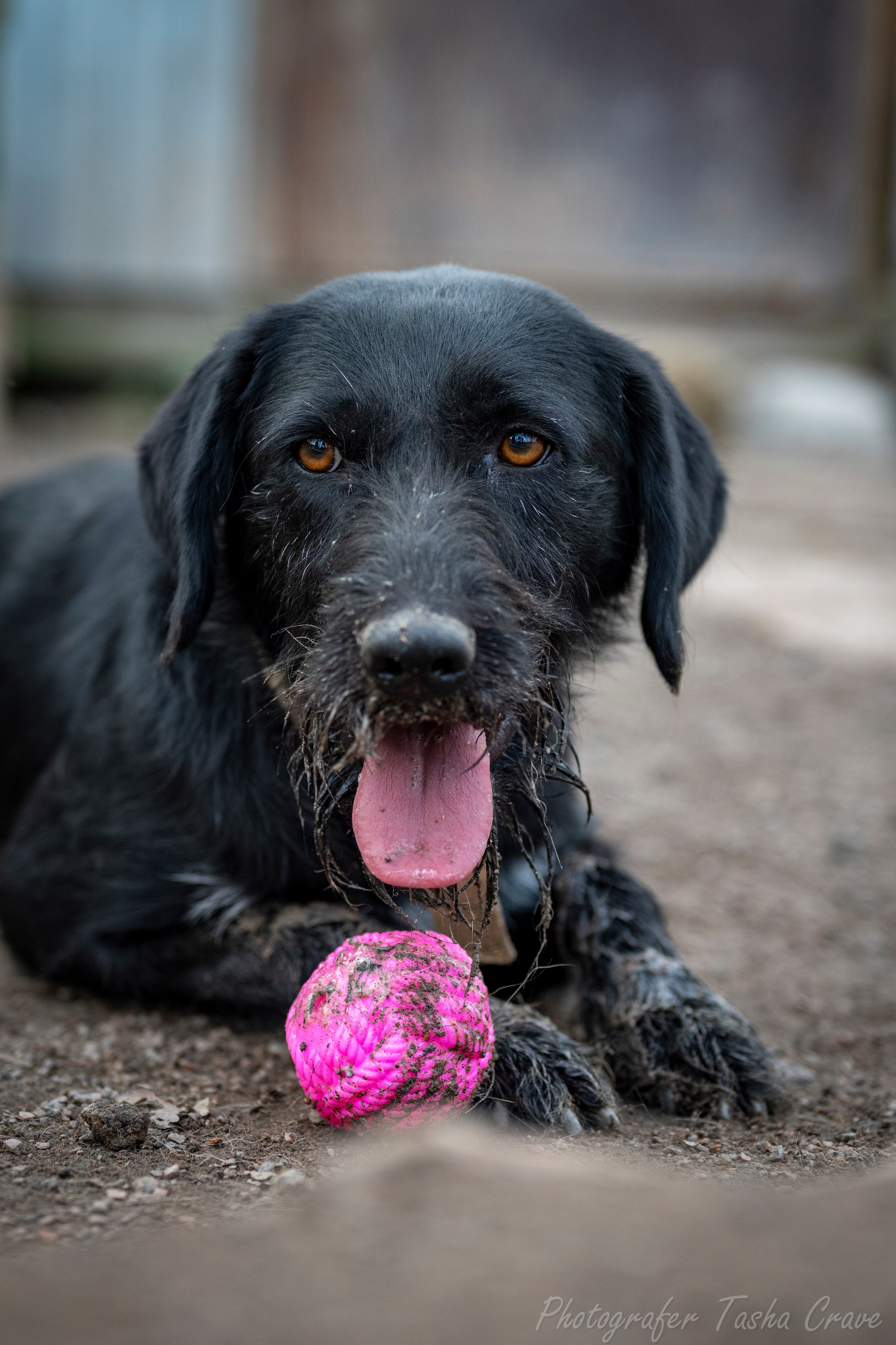 Приют для собак. Фотограф анималист в Санкт-Петербурге Таша Крейв