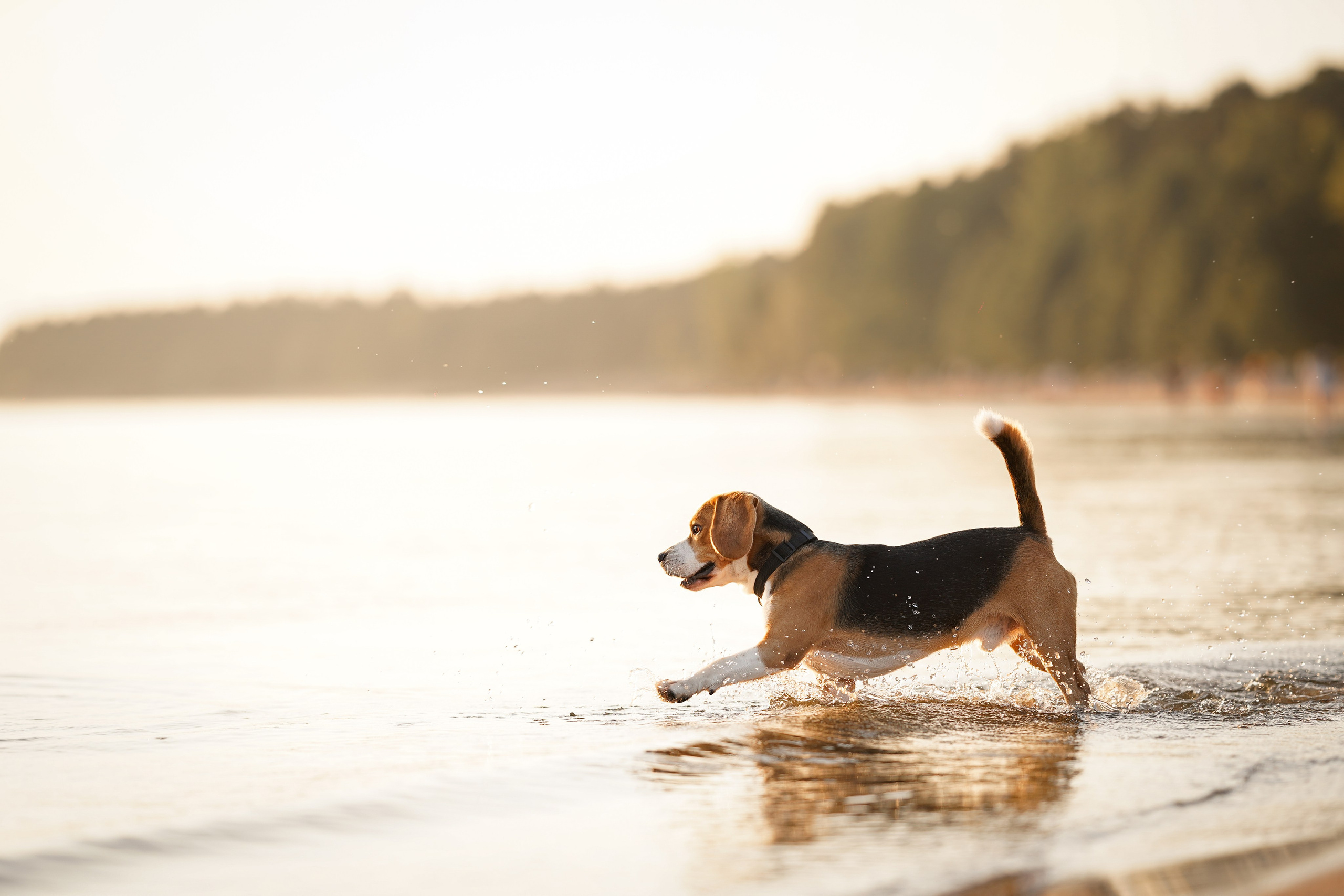 Оля Леша и Ричард. Фотограф-анималист в Санкт-Петербурге Яна Мартынова