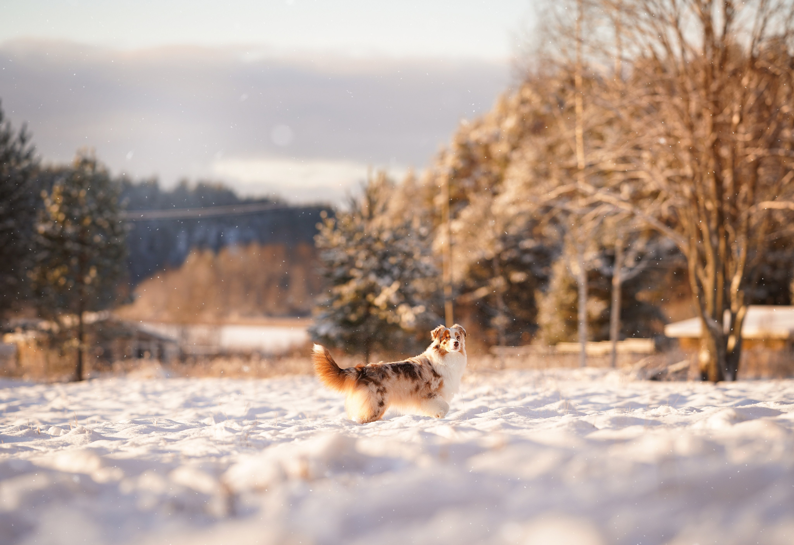Панда и Юни Карелия. Фотограф-анималист в Санкт-Петербурге Яна Мартынова