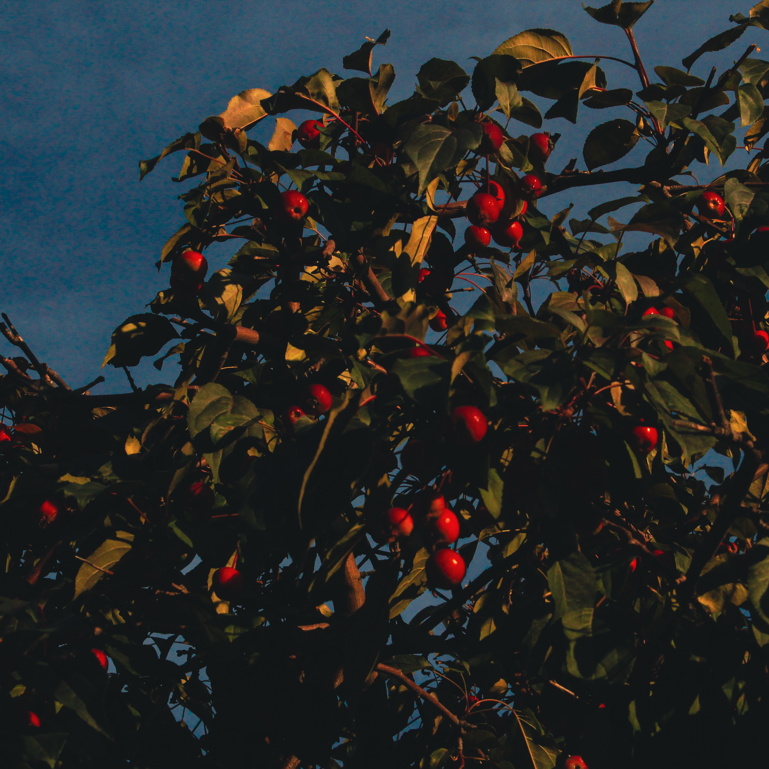 Summertime. Фотограф/дизайнер в Екатеринбурге Хитрый Дмитрий