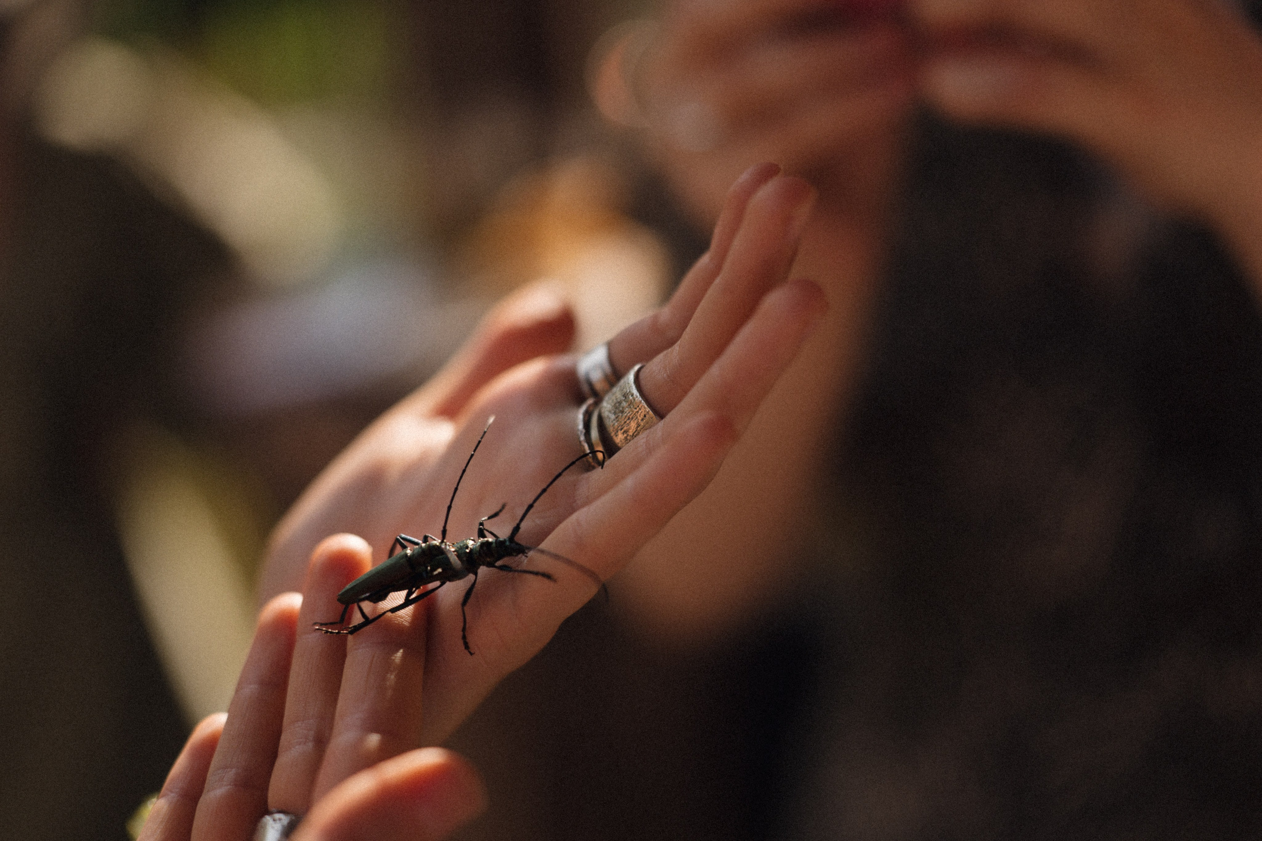 Forest Symphony. Фотограф в Санкт-Петербурге Александр Дымов