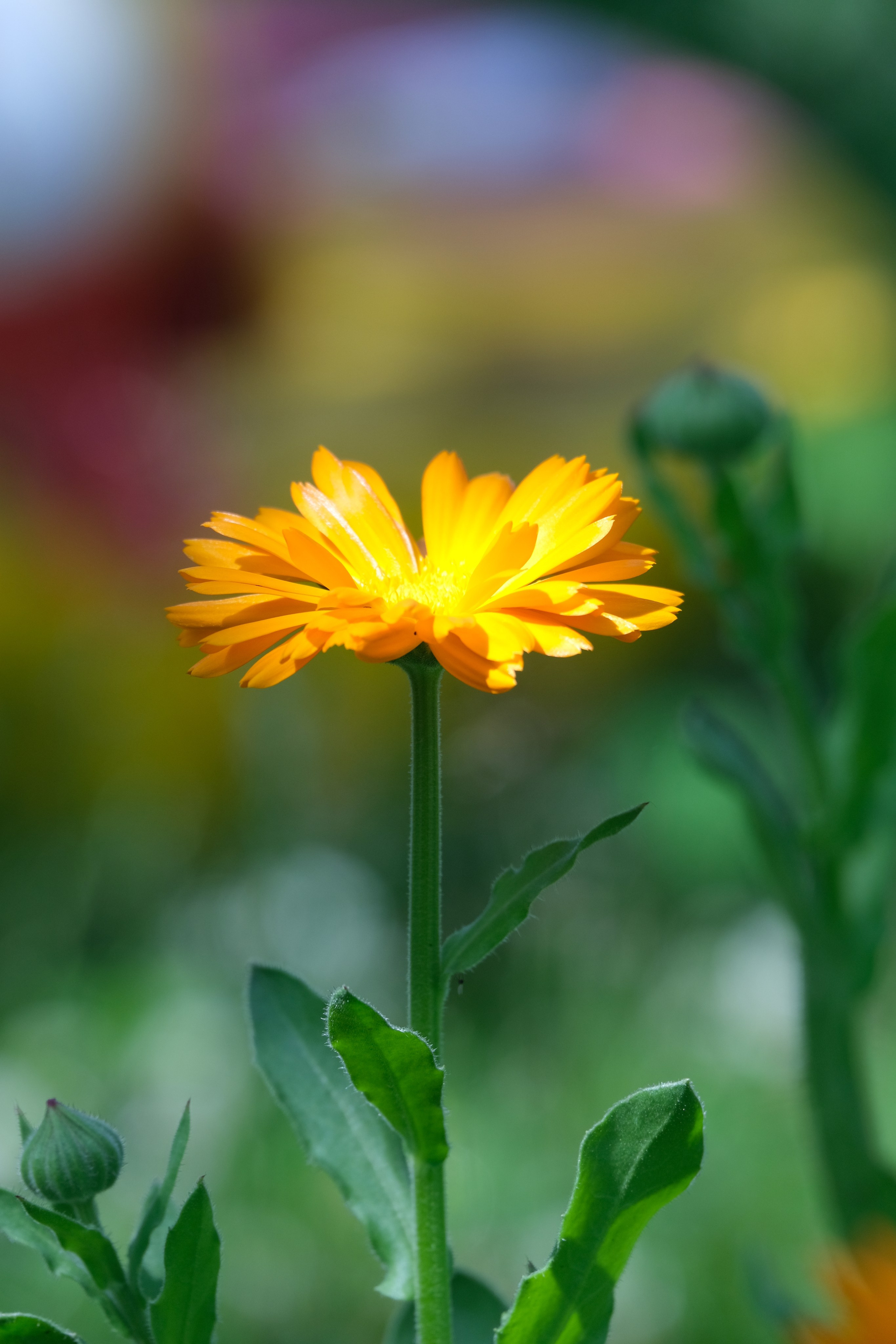 Caléndula officinális Календула лекарственная, или Ноготки