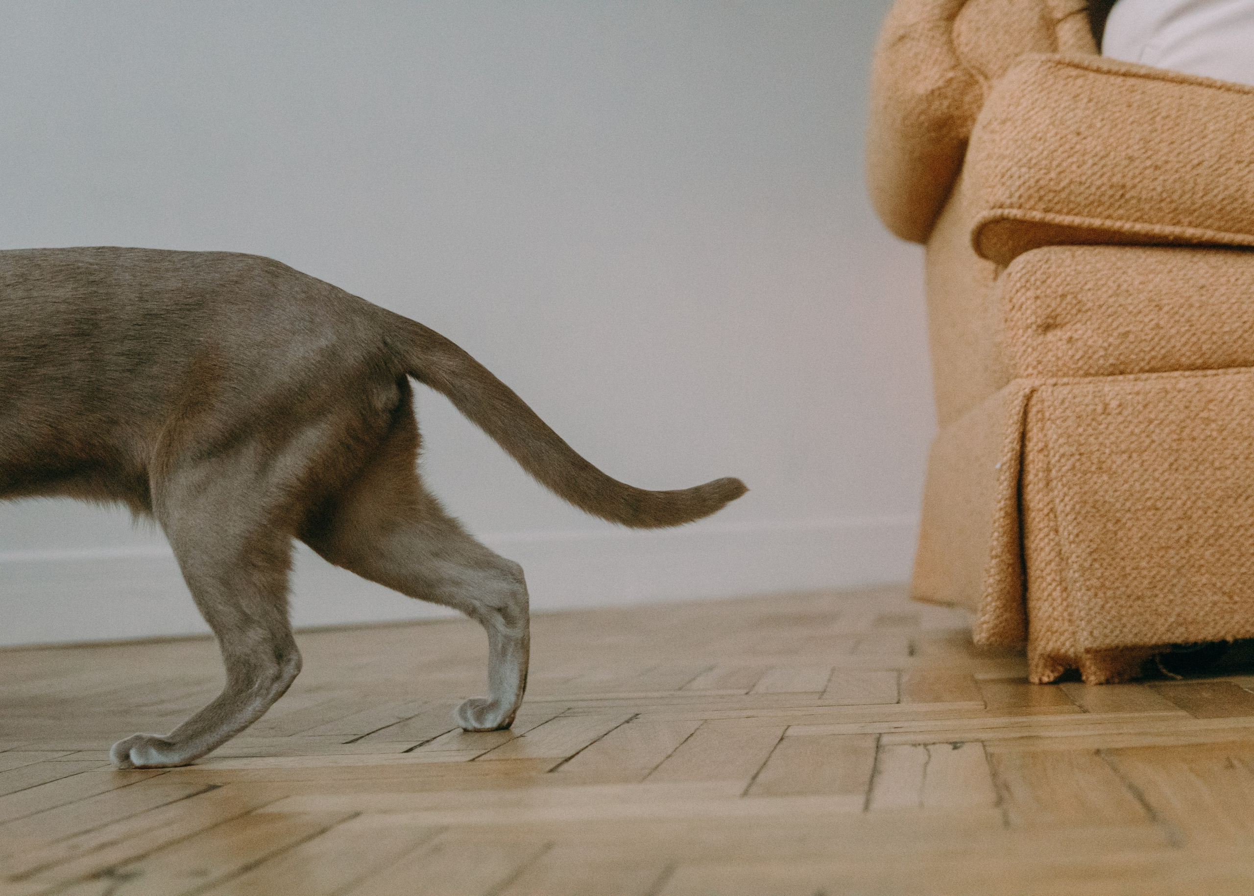 Амина, Булат и Орион. Фотограф-анималист Ксения Воробьева, Москва