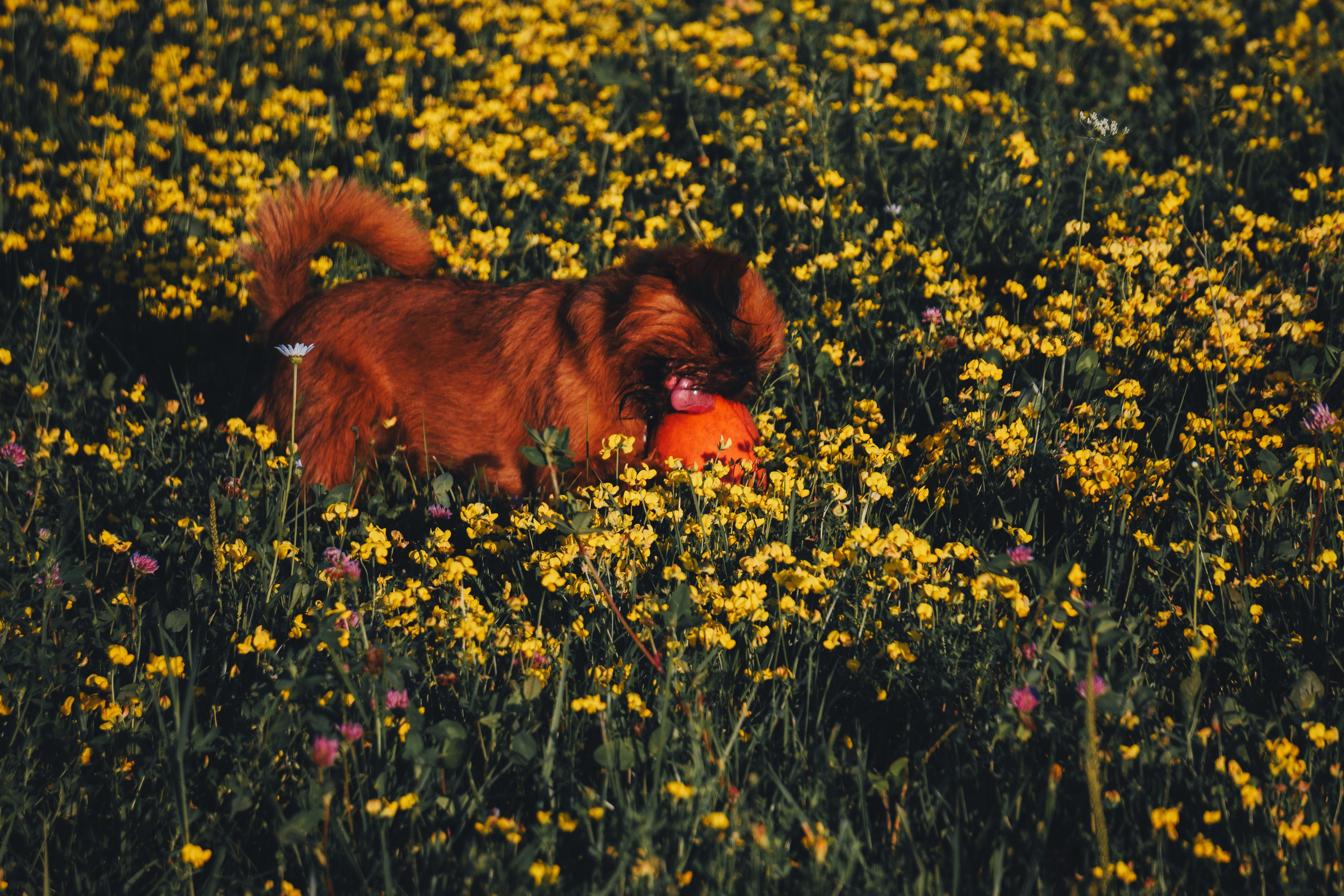 Катя и Яшма. Фотограф-анималист Ксения Воробьева, Москва