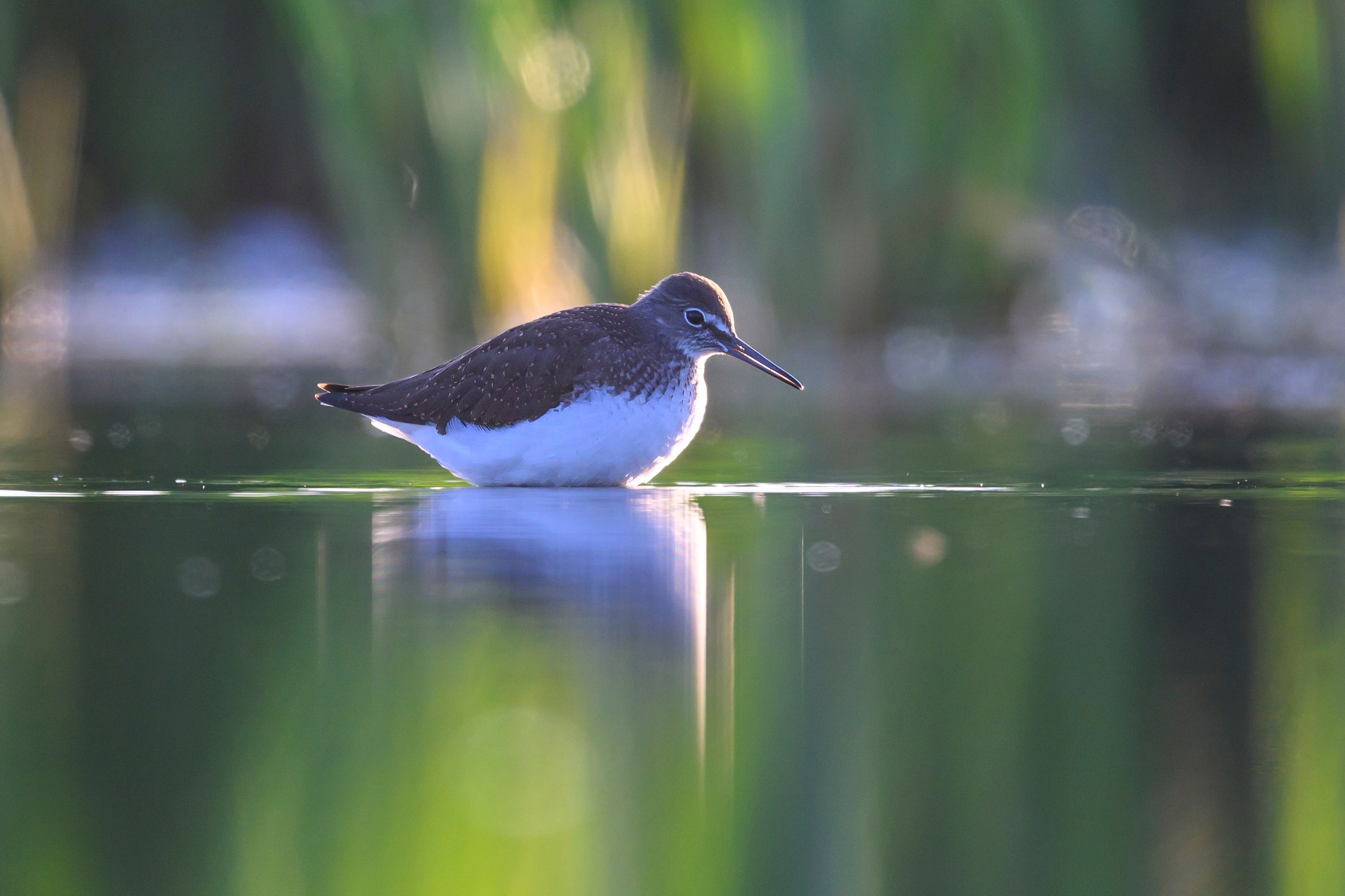 Птенец трясогузки, поручейник и фифи. Wildlife photography by Sergey Puponin