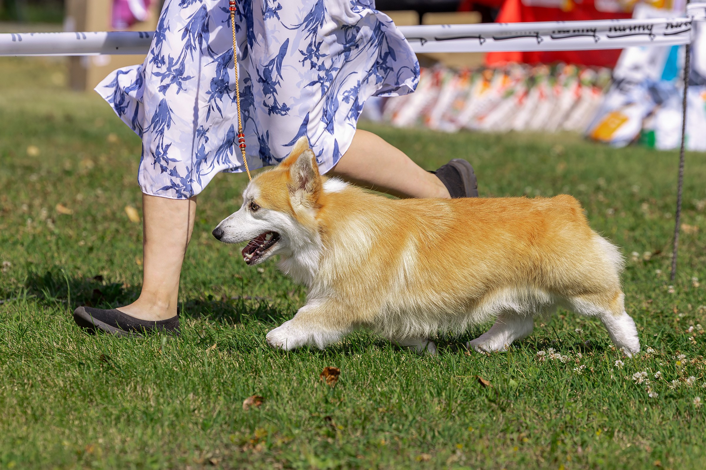 2–3 августа 2025, Выставка РКФ, г. Пермь. Htykk_photo