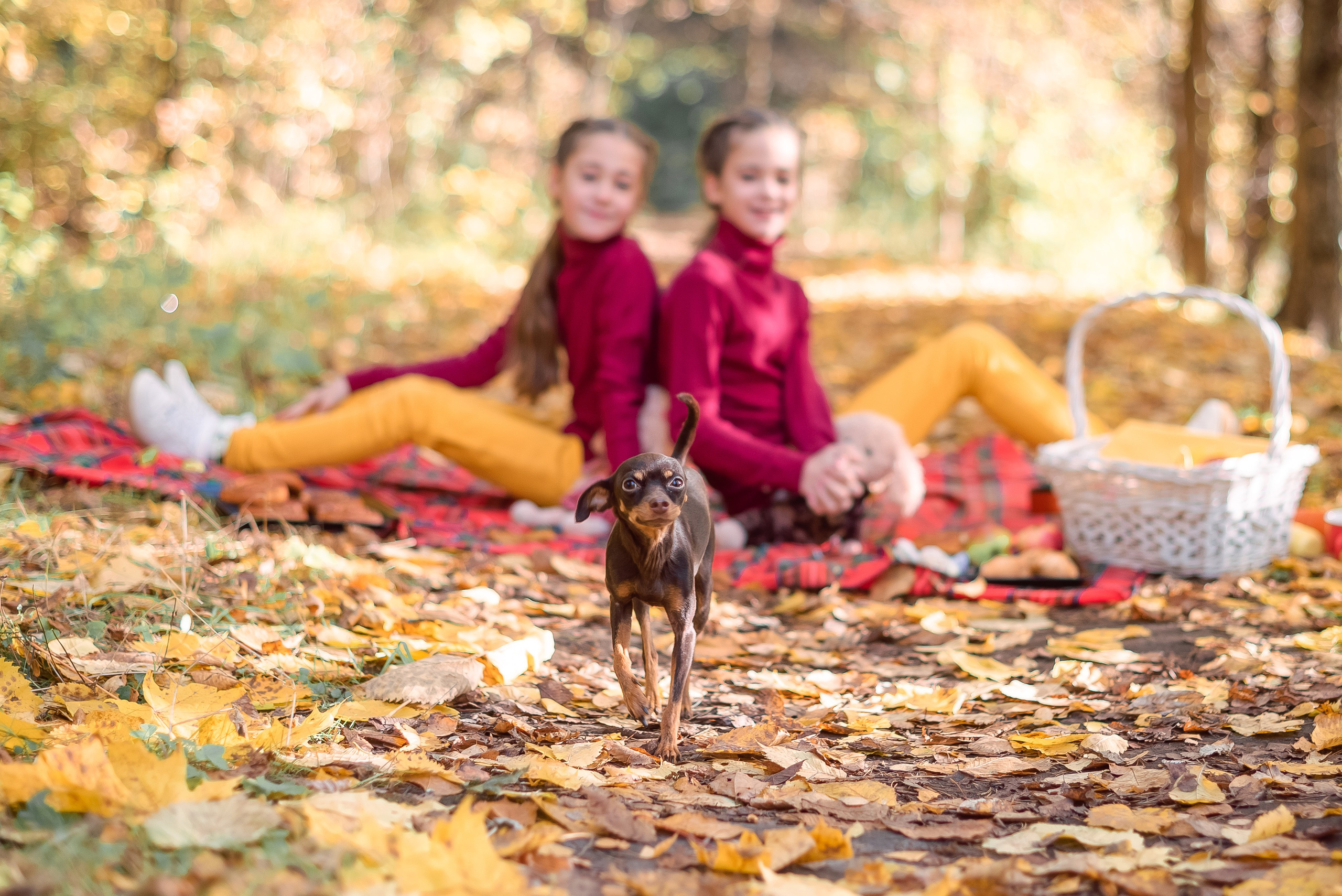 Осенняя прогулка семьи Андрея и Марины. Свадебный и семейный фотограф в Москве Юлия Винник