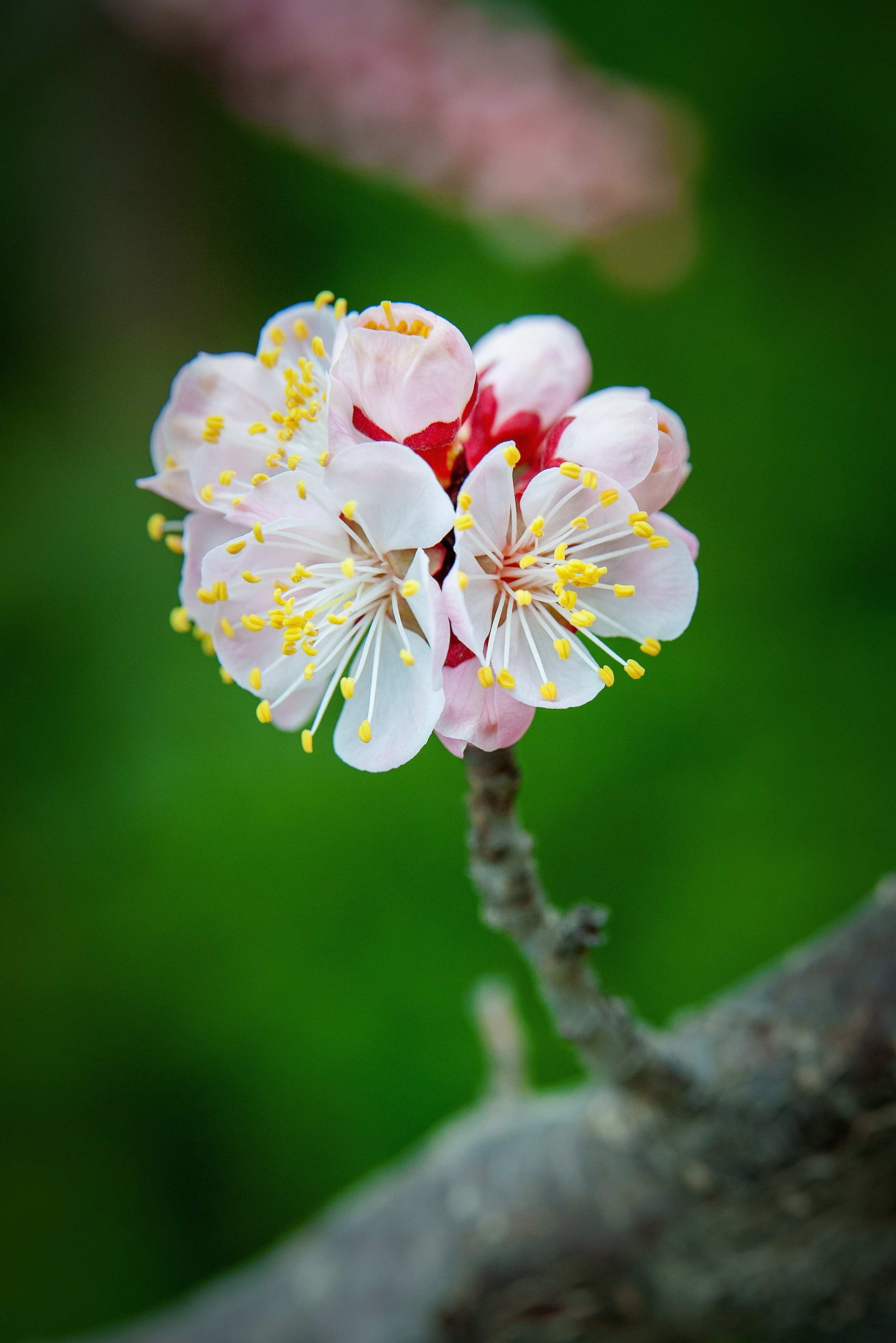 Весна. FotoGraf