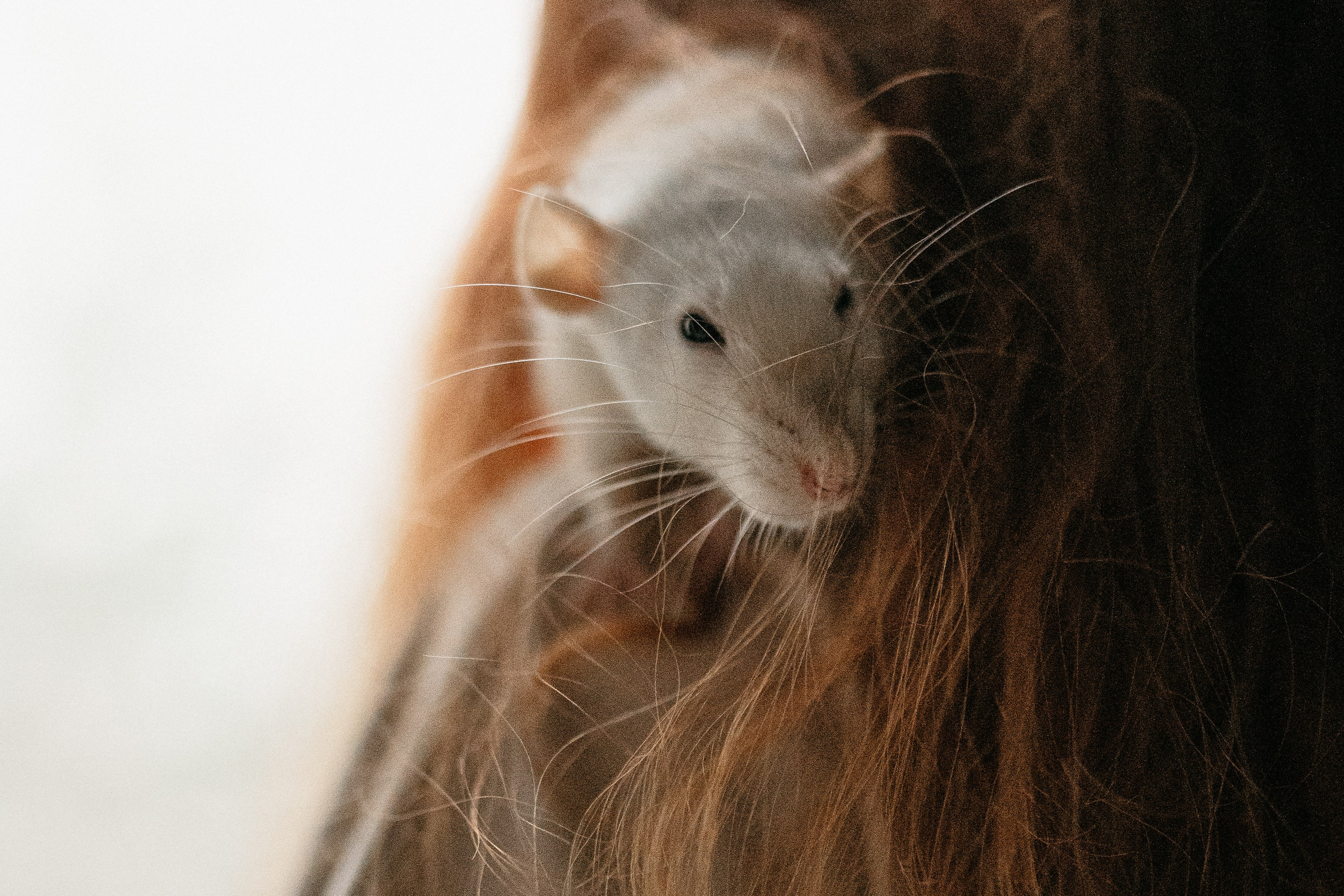 Даша, Диана, Дебби и маленькая крыска. Фотограф анималист в Москве Ольга Агушева