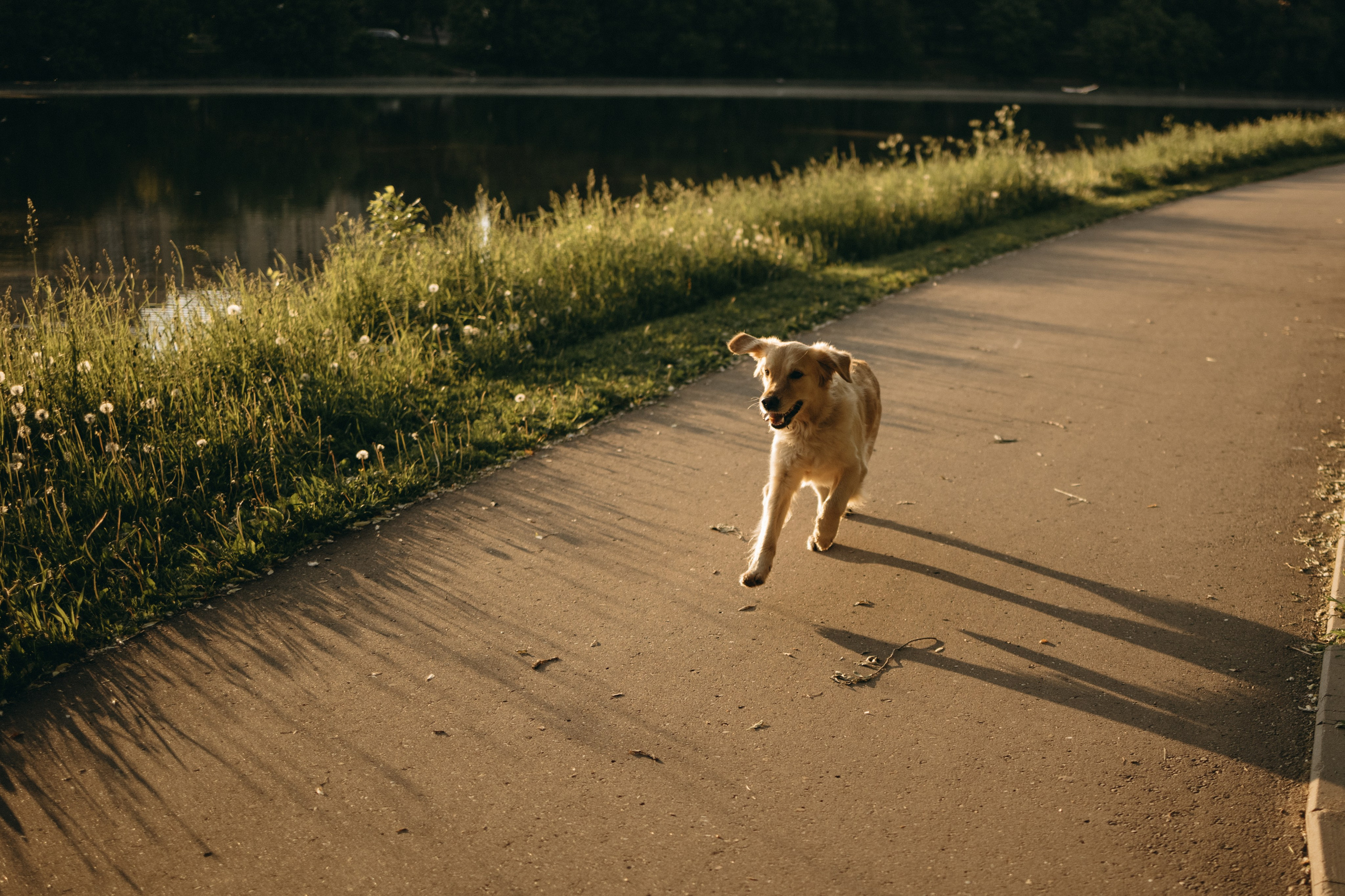Пенни и ребята. Фотограф — Анималист | Санкт-Петербург