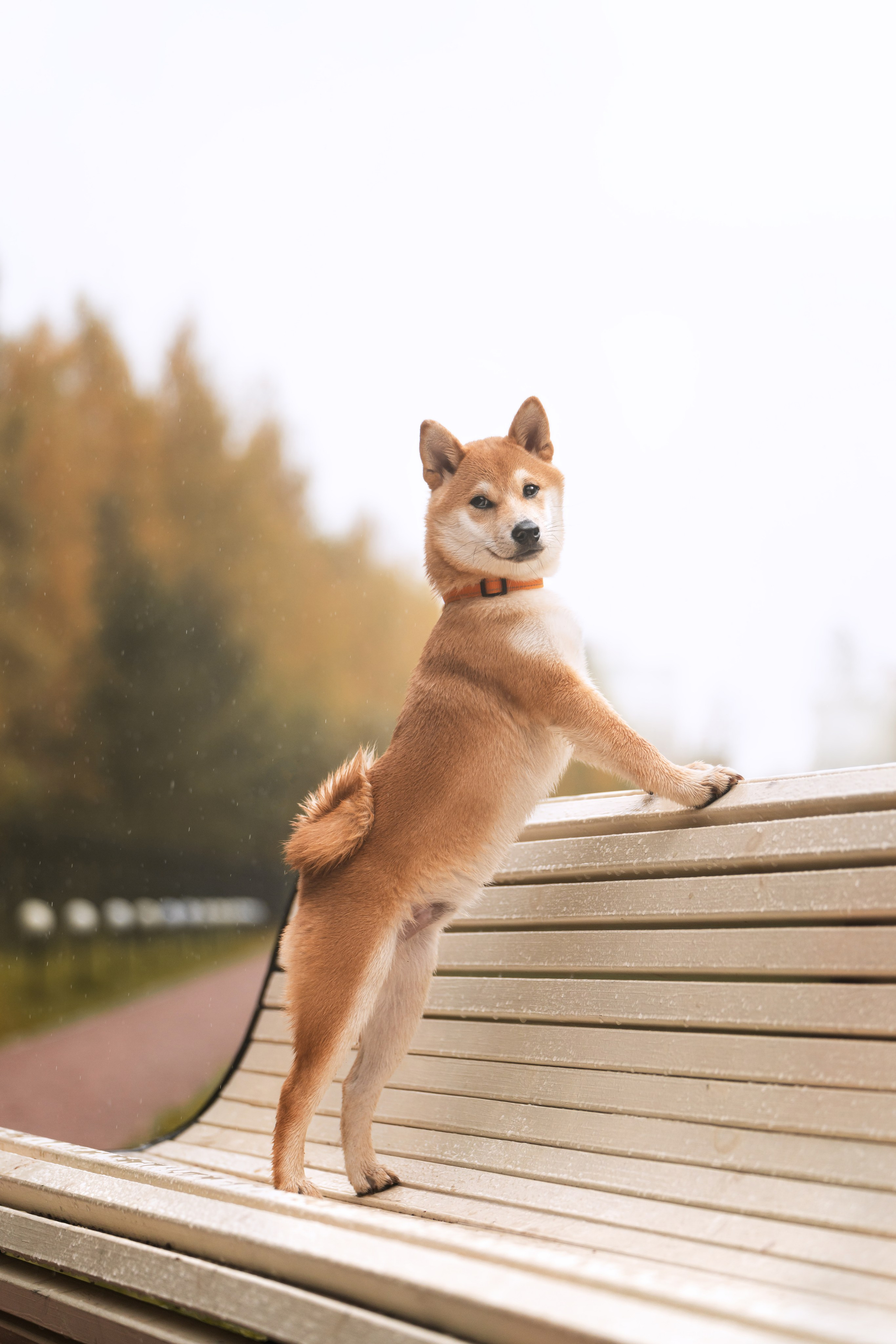 Сабуру. Фотограф анималист Осипчикова Мария