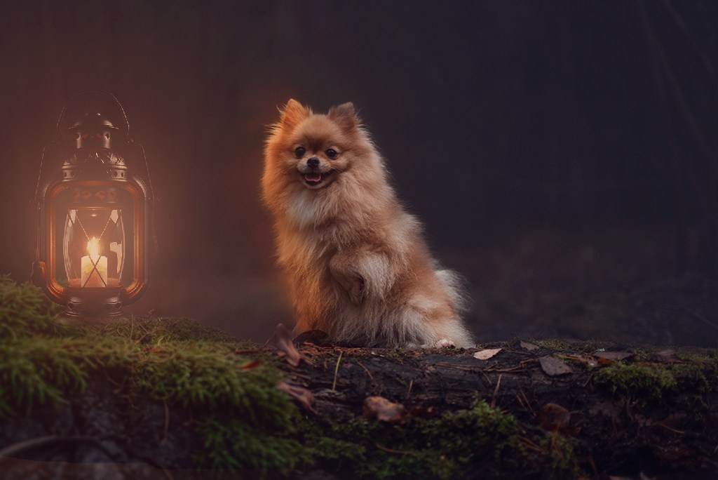 Услуги. Фотограф — анималист RISHELL PHOTO