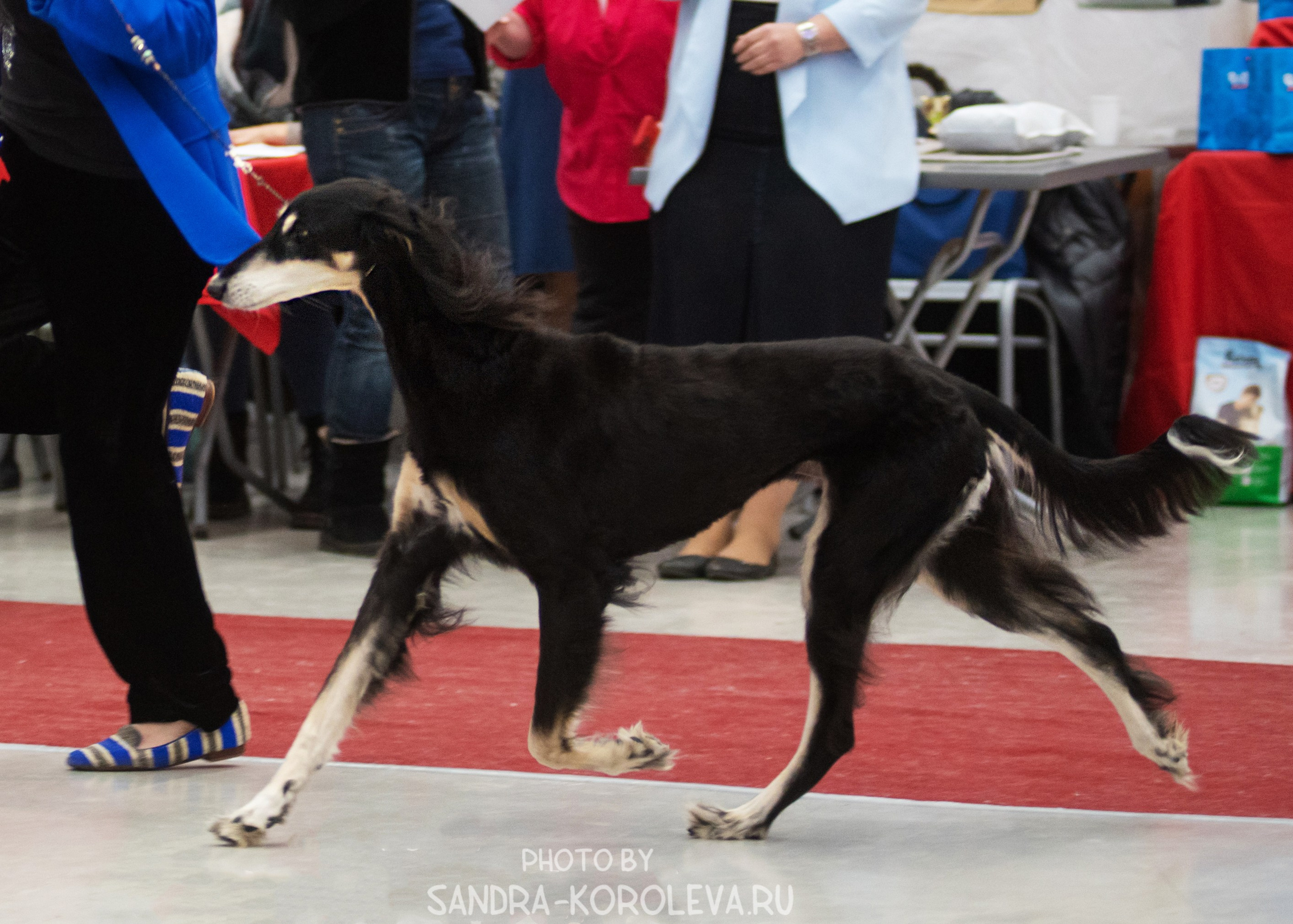 Выставка собак тюмень 10.12.2022. Дог-фотограф в Тюмени Александра Королева