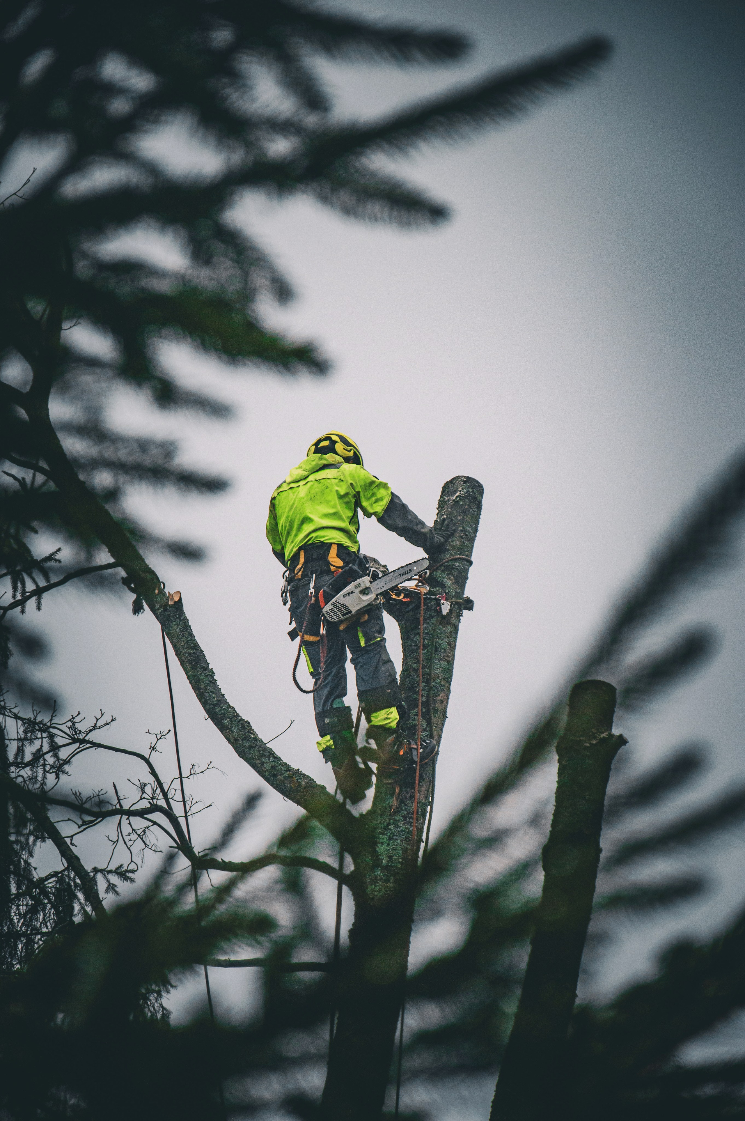Спил деревьев. Аrbori Culturist