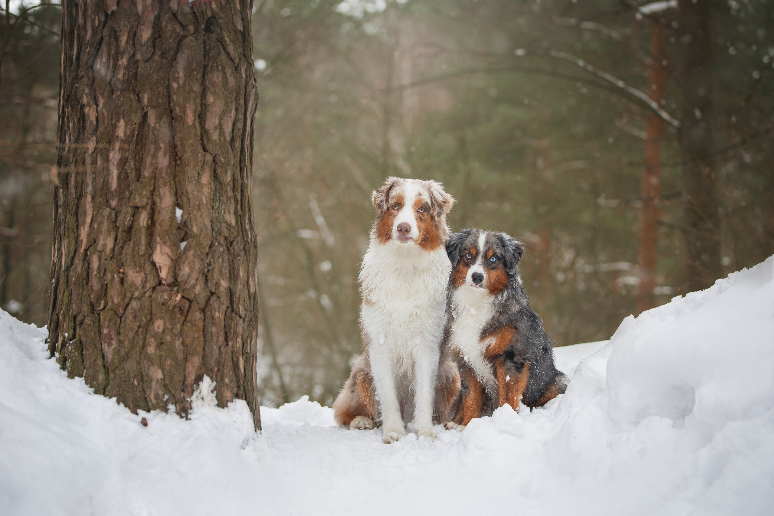Дария, Макс, Сезам и Чили. Фотограф анималист в Москве Майорова Евгения