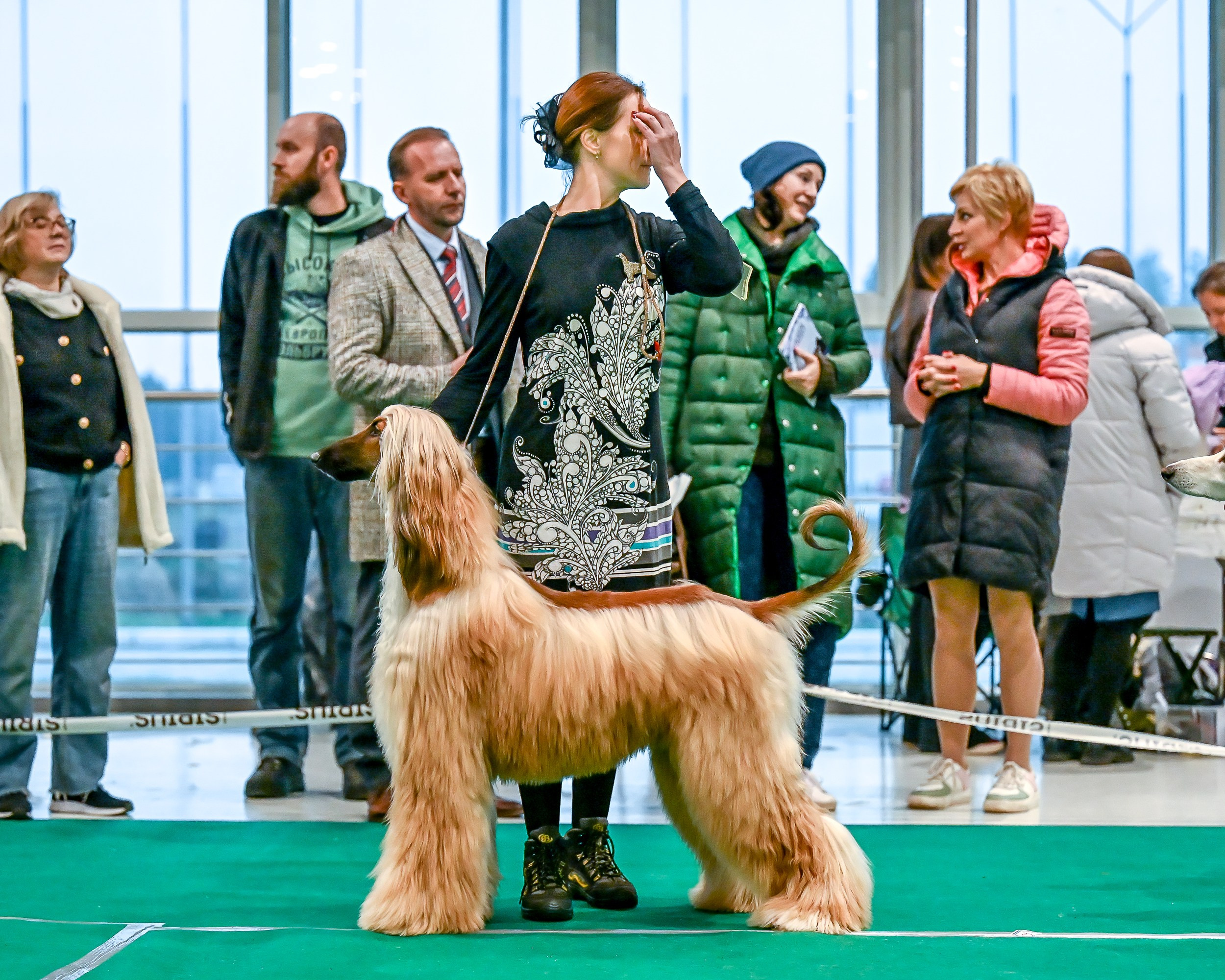 19.10 МКС и Элита. Галерея фотографий афганской борзой