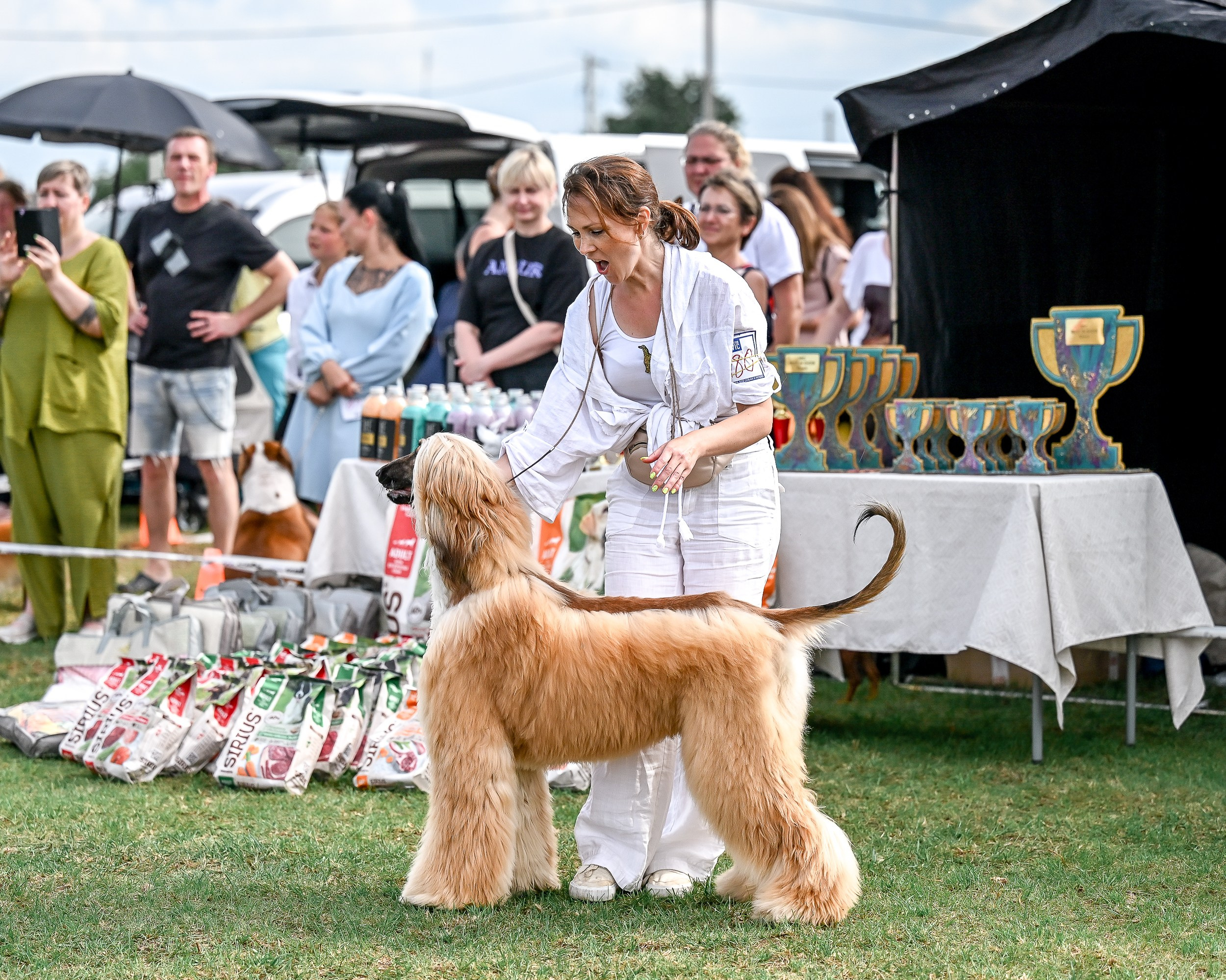 Республиканская выставка собак всех пород. Галерея фотографий афганской борзой