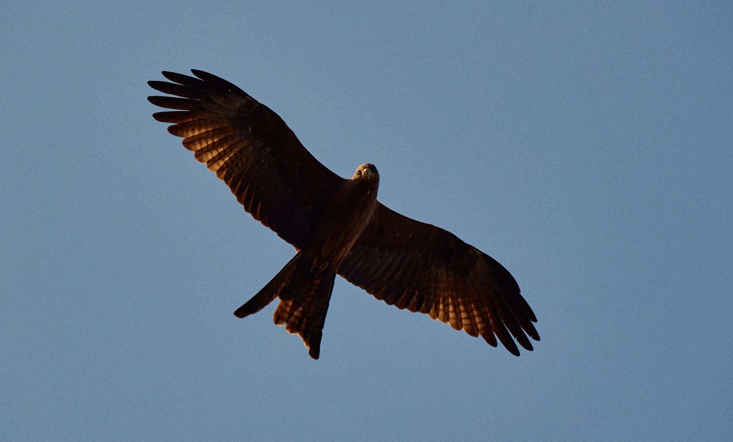 Gambia River. See the moment and catche. commercial and reportage