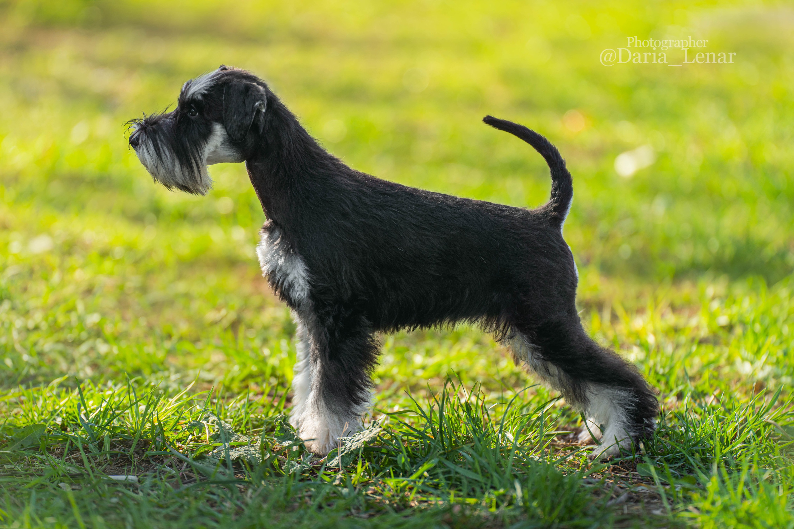Выставки собак. Фотограф в Москве Ленарская Дарья
