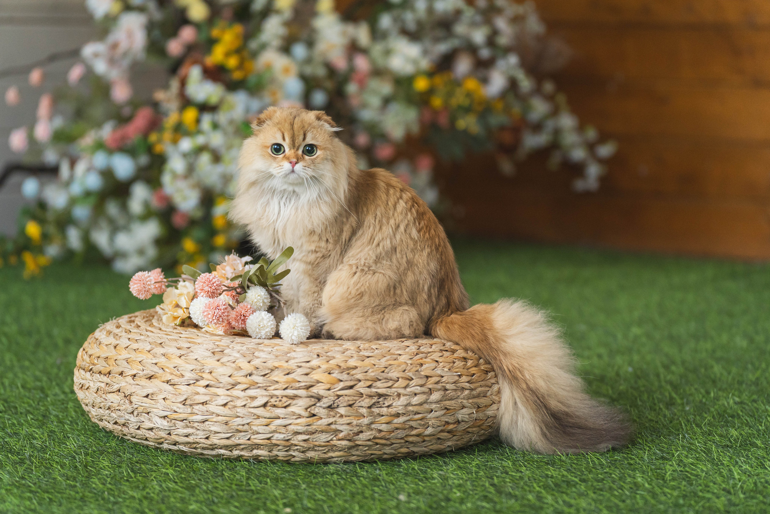 Питомник Шотландских кошек. Фотограф в Москве Ленарская Дарья