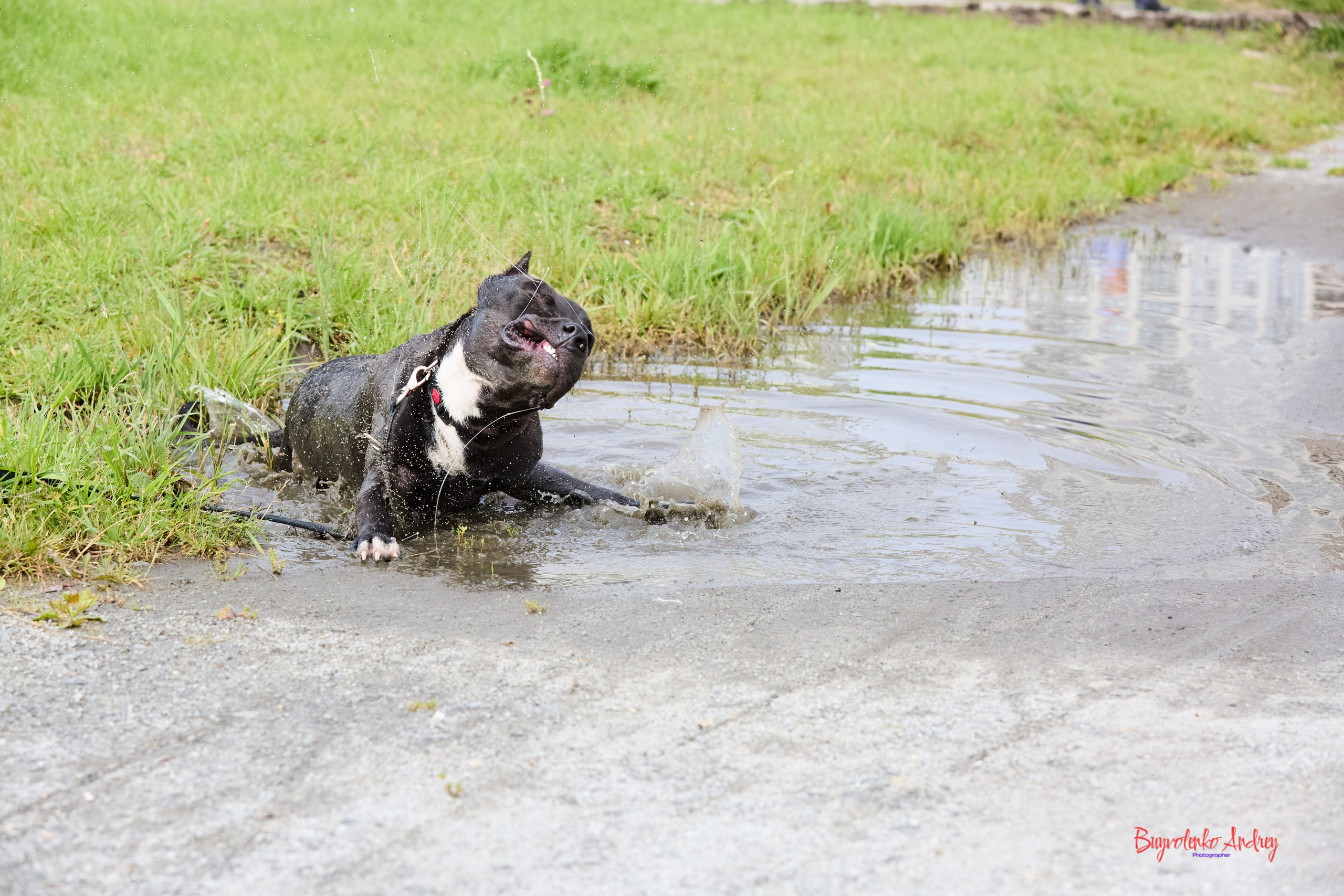 Проект фотопрогулка с хвостиком. Buyvolenko Andrey