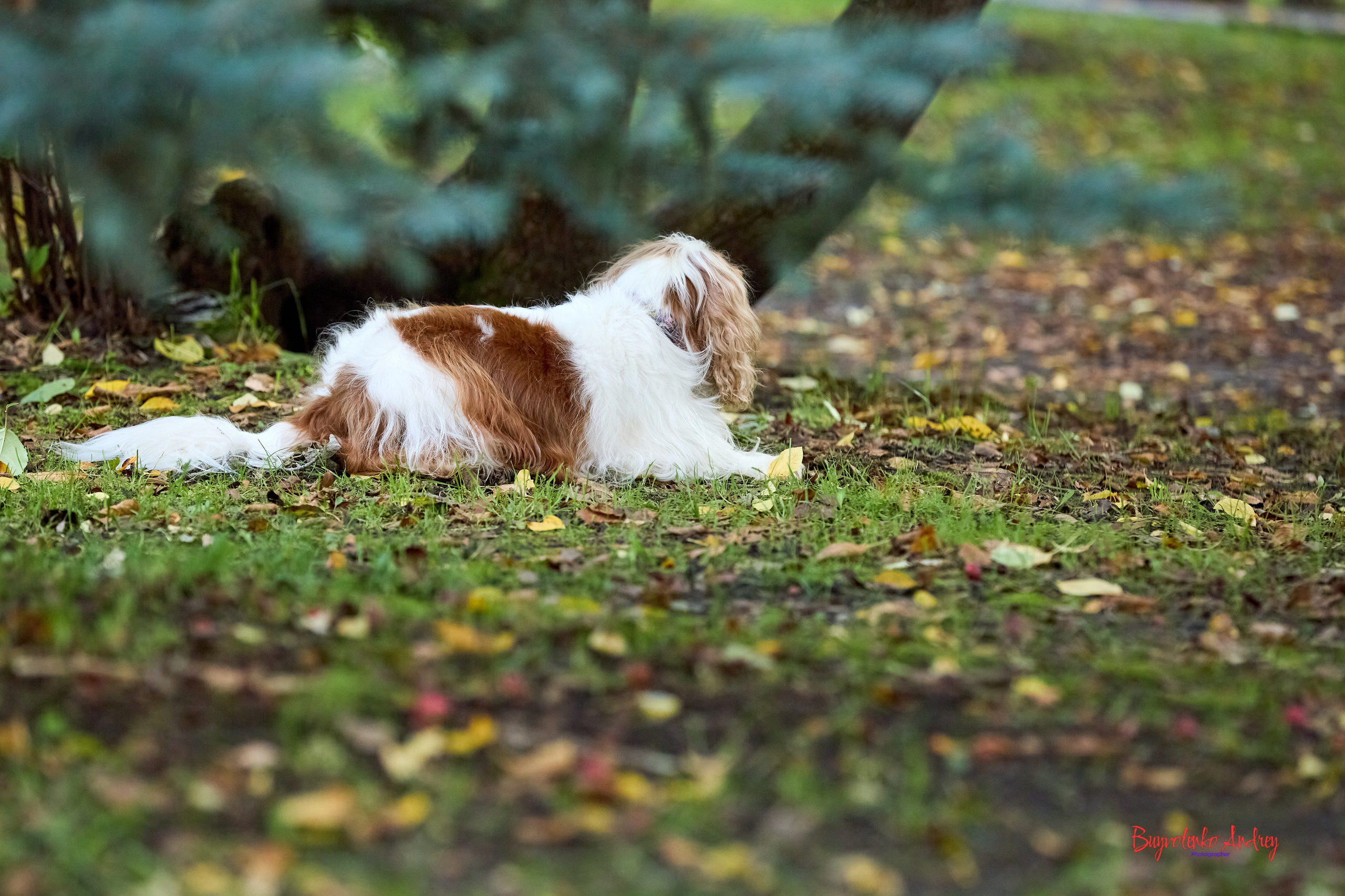 Фотопрогулка с кавалерами. Buyvolenko Andrey