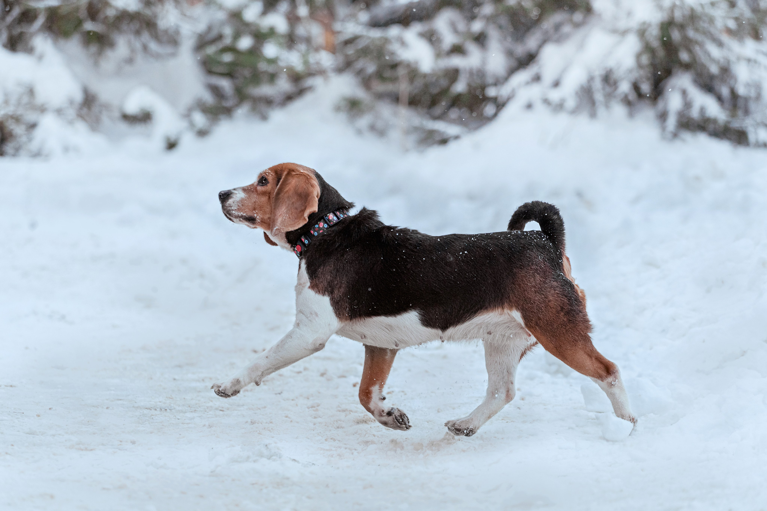 Дом для Биглей 2023. Фотограф-анималист Татьяна Степанова