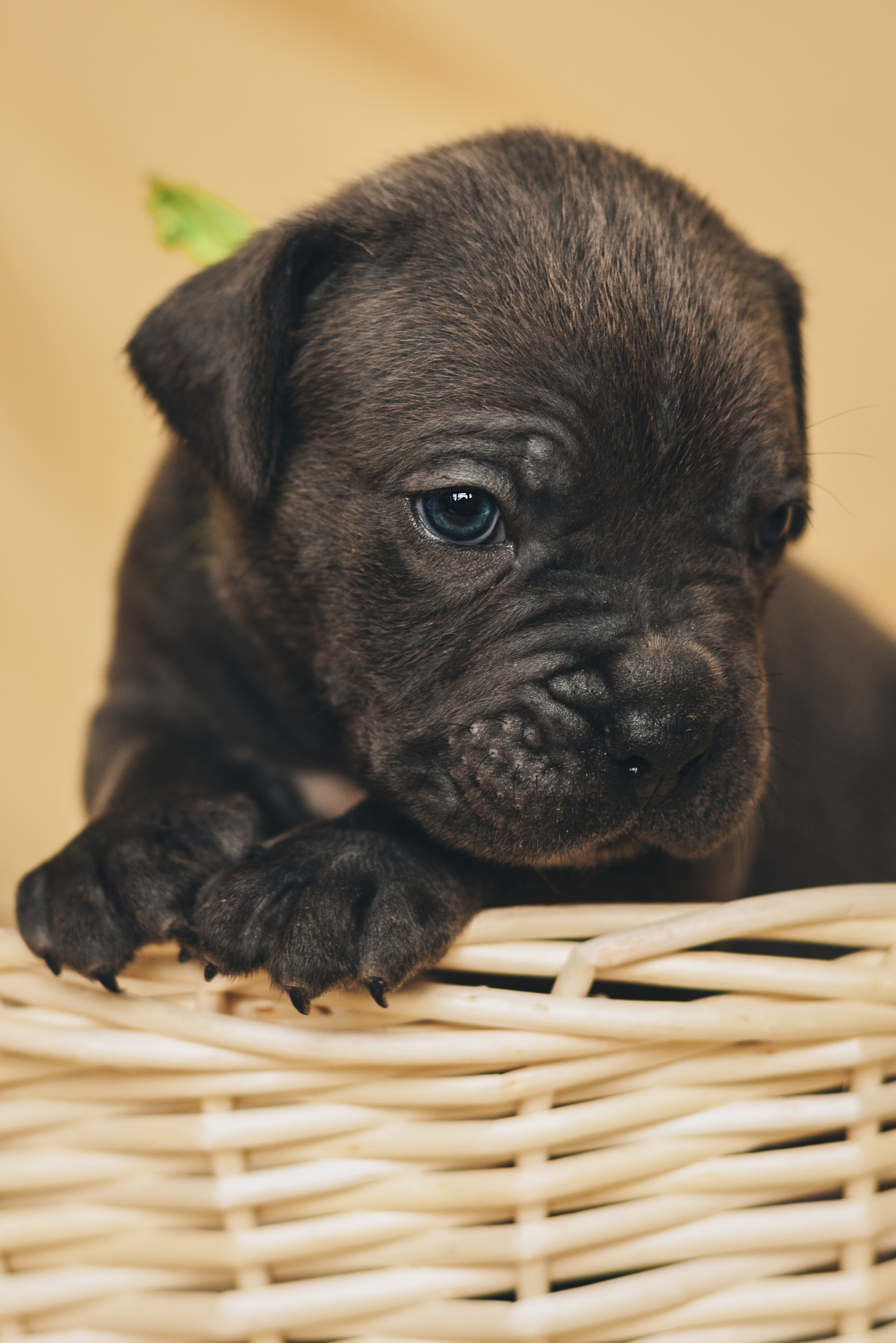 Cane Corso. Natalia Finch Photography — Family, Kids & Pet Photographer in Chicago, IL