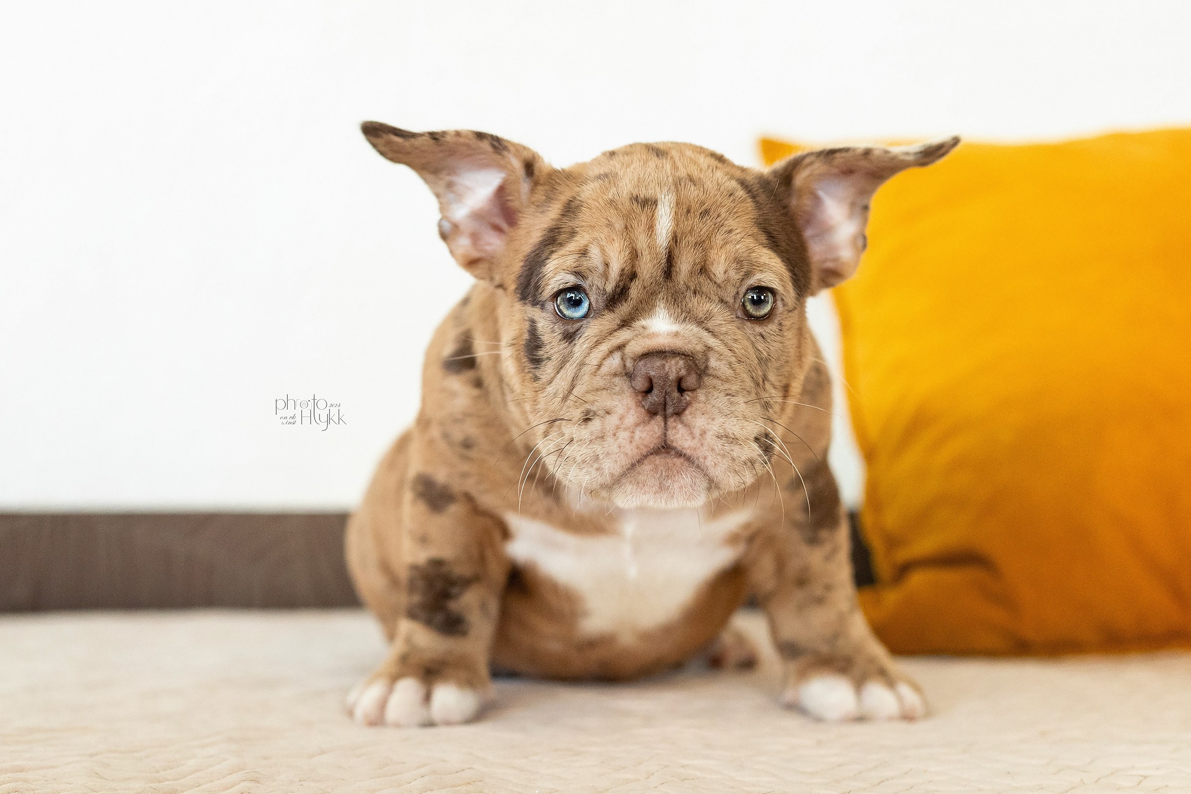 Щенки Американского булли + кошечка. Htykk_photo