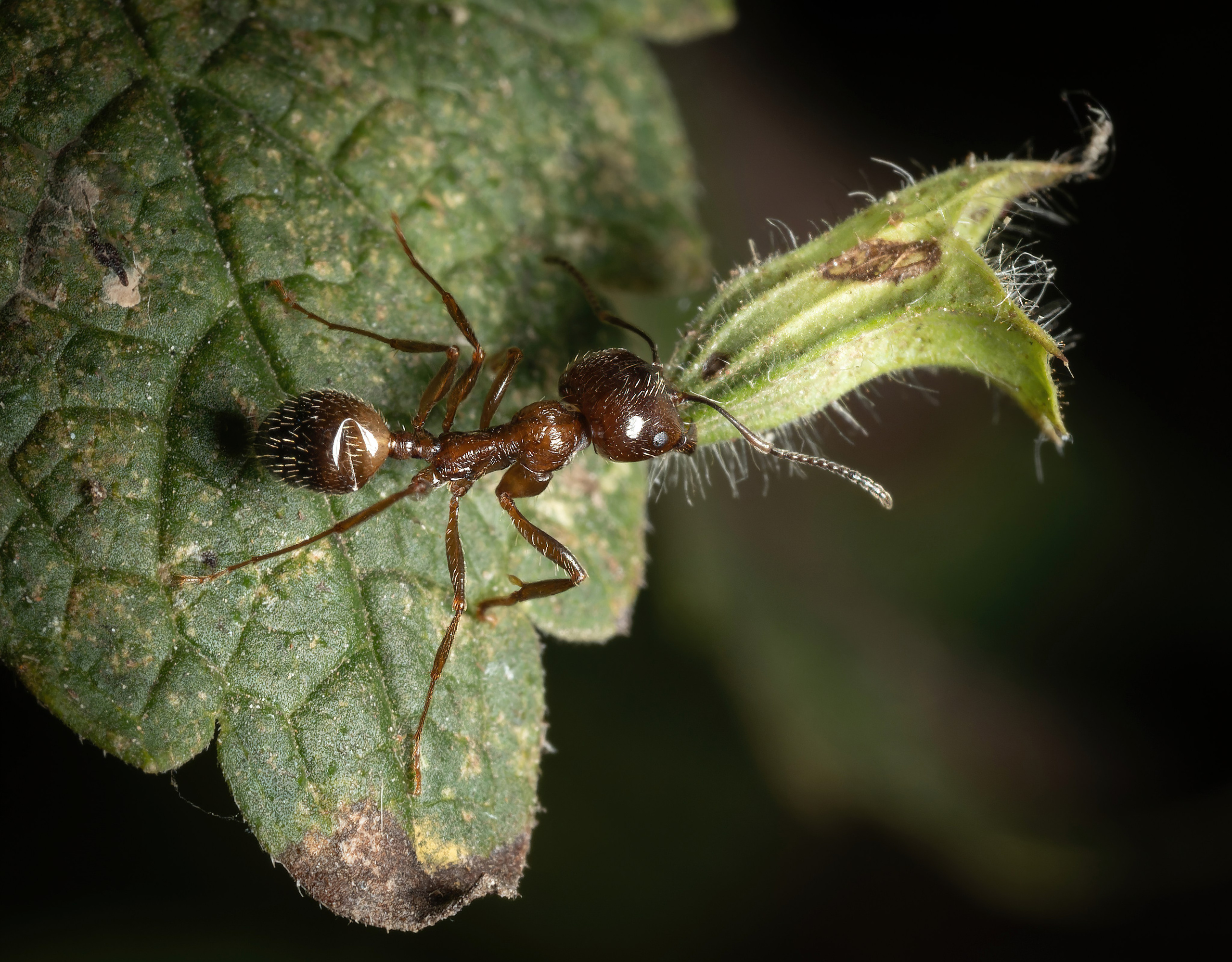 Муравьи. Oles Paritskiy