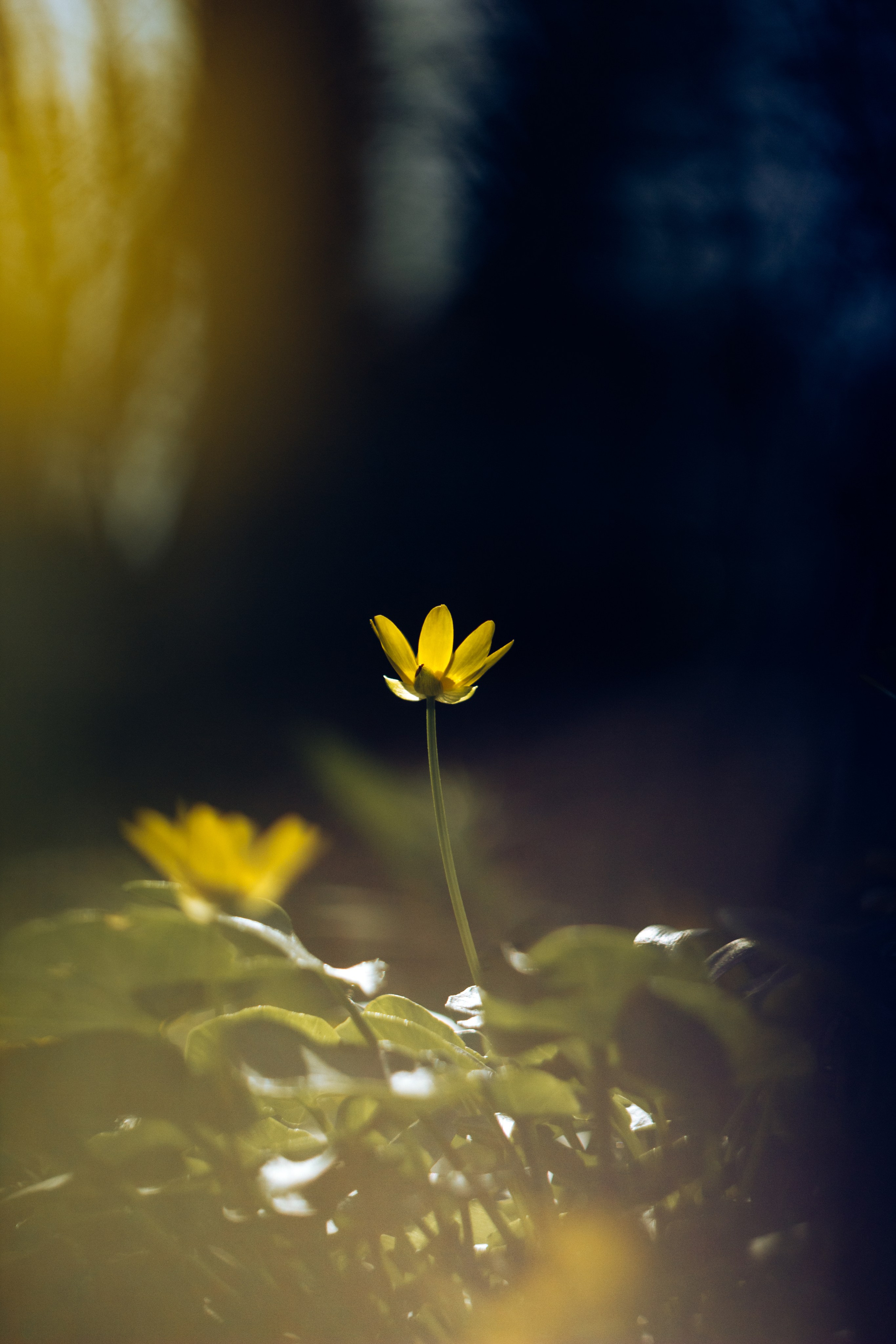 Helios. Photographer Mary Matveenko