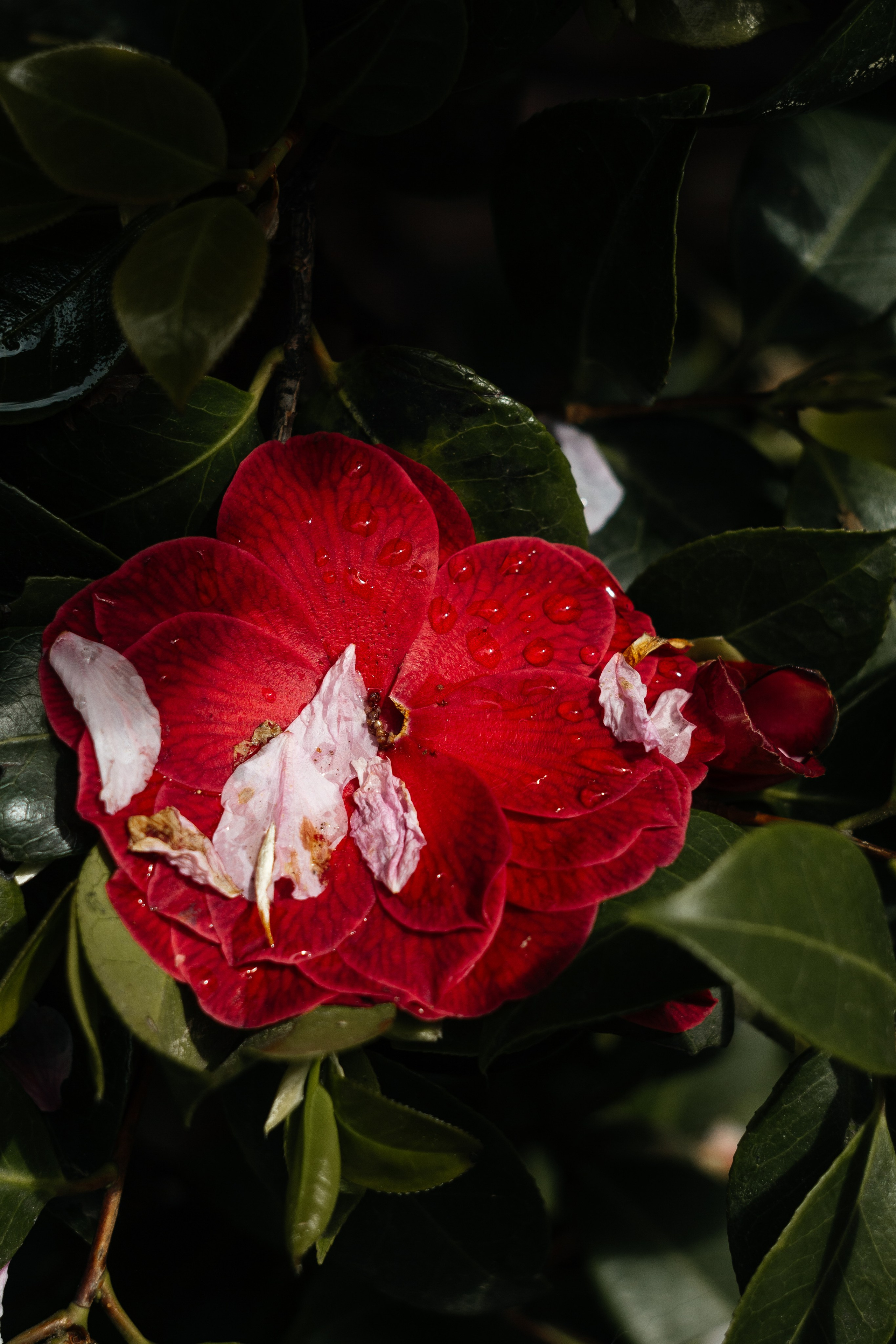 Helios. Photographer Mary Matveenko