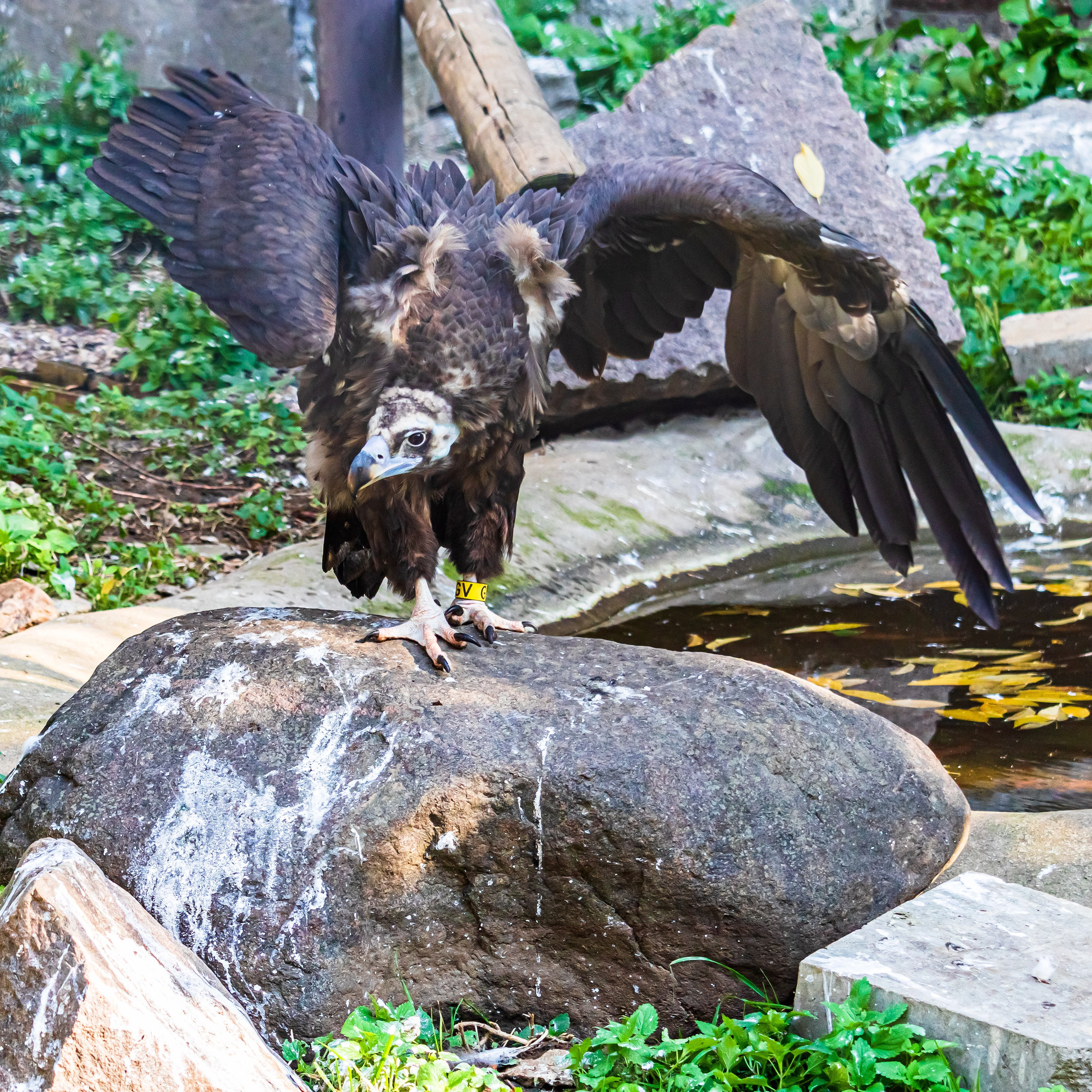 МОСКОВСКИЙ ЗООПАРК. Фотограф Владимир Роля