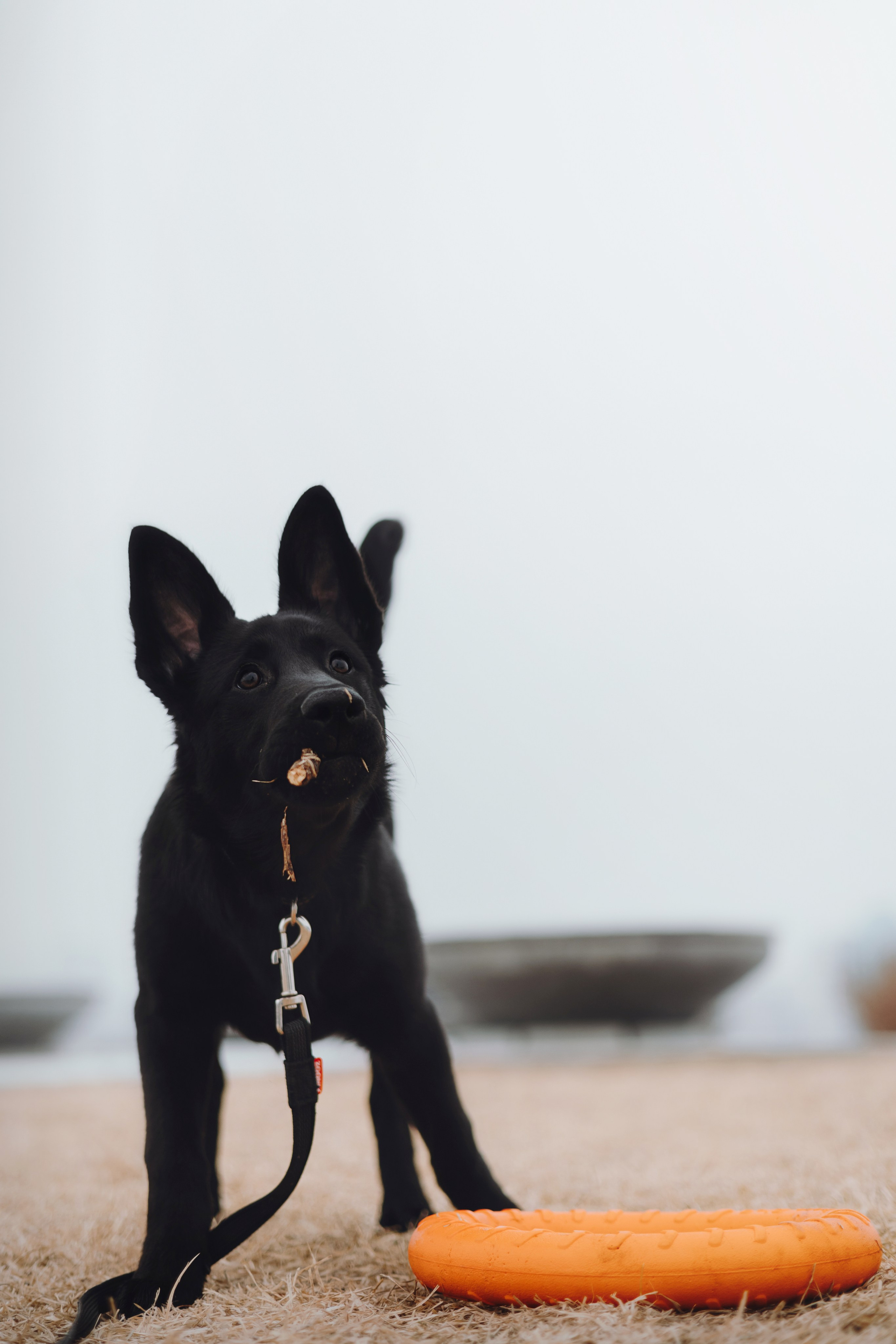 Ксения и Юта. Фотограф — анималист Владивосток, Алина