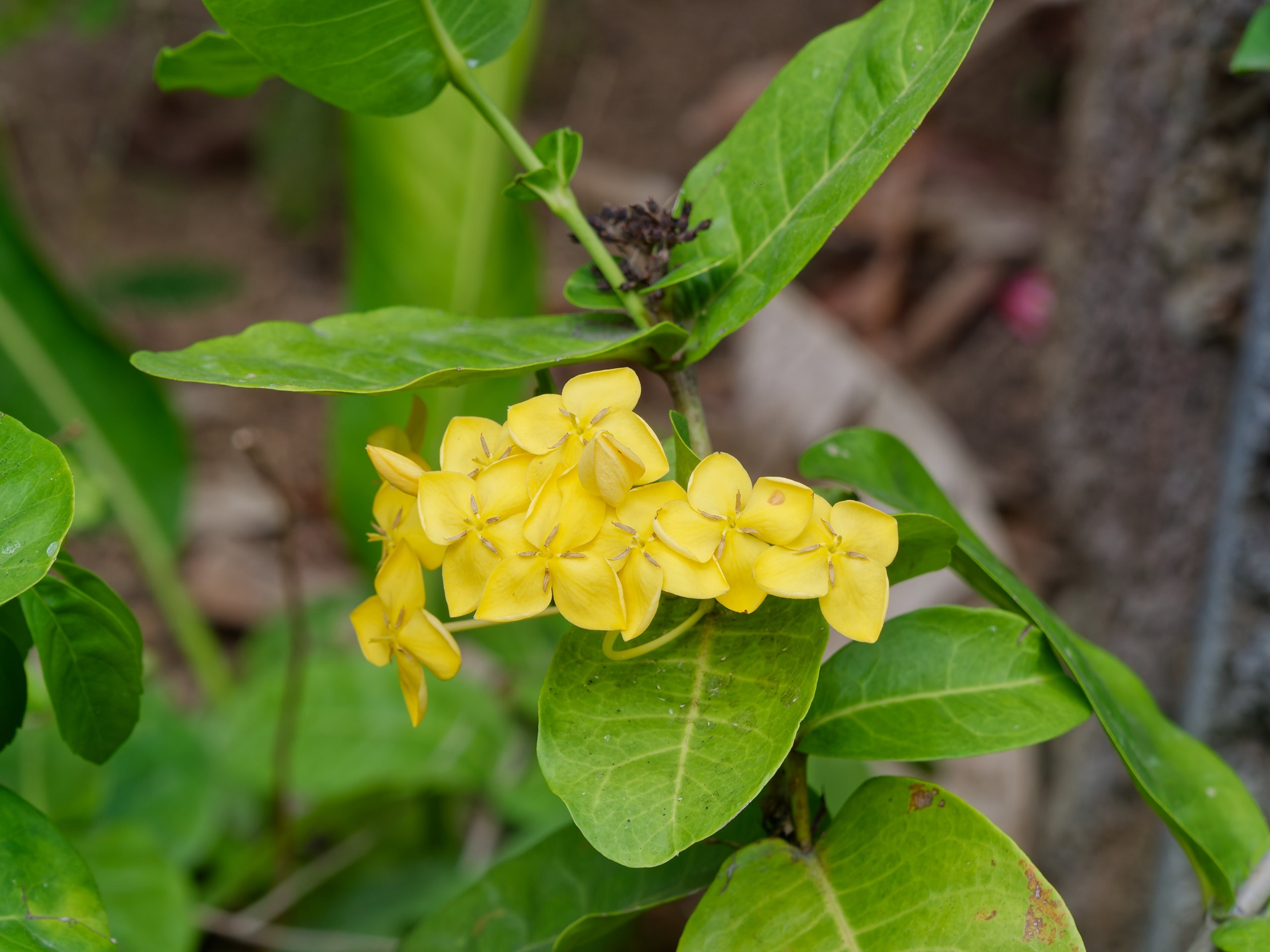 Хайнань 2026, флора, цветы и деревья. Фотопрогулки по Миру