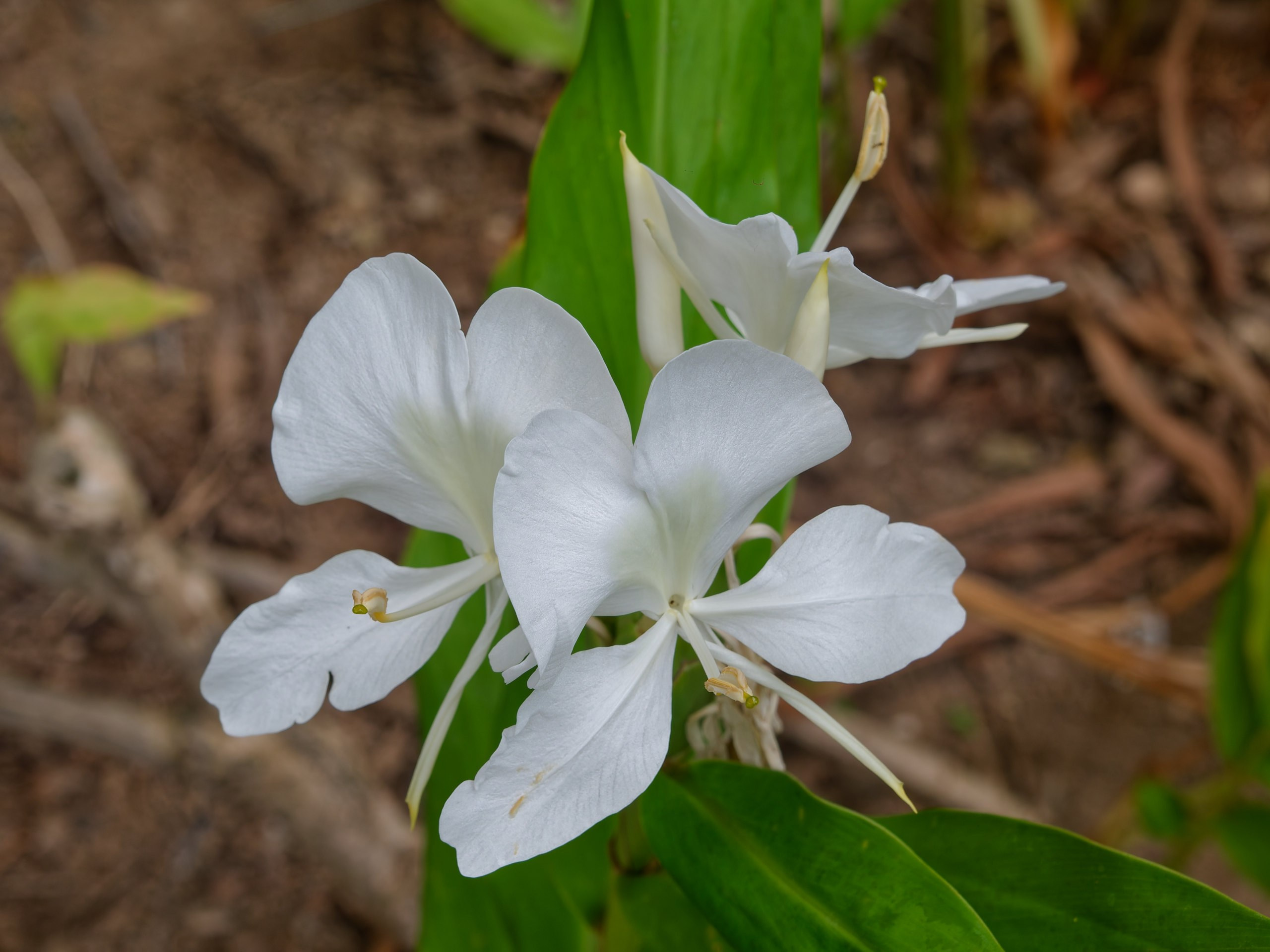 Хайнань 2026, флора, цветы и деревья. Фотопрогулки по Миру