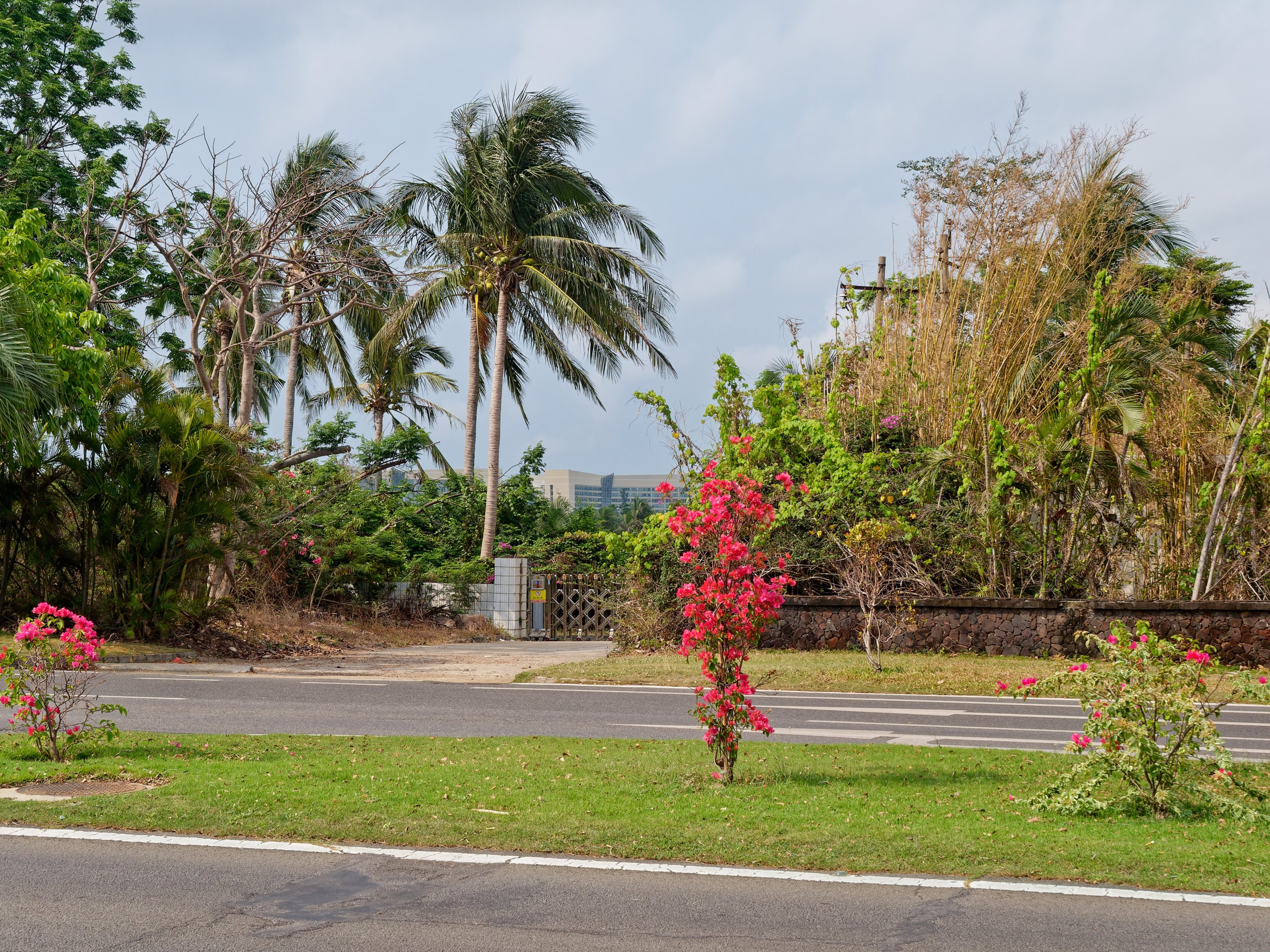 Хайнань 2026, флора, цветы и деревья. Фотопрогулки по Миру