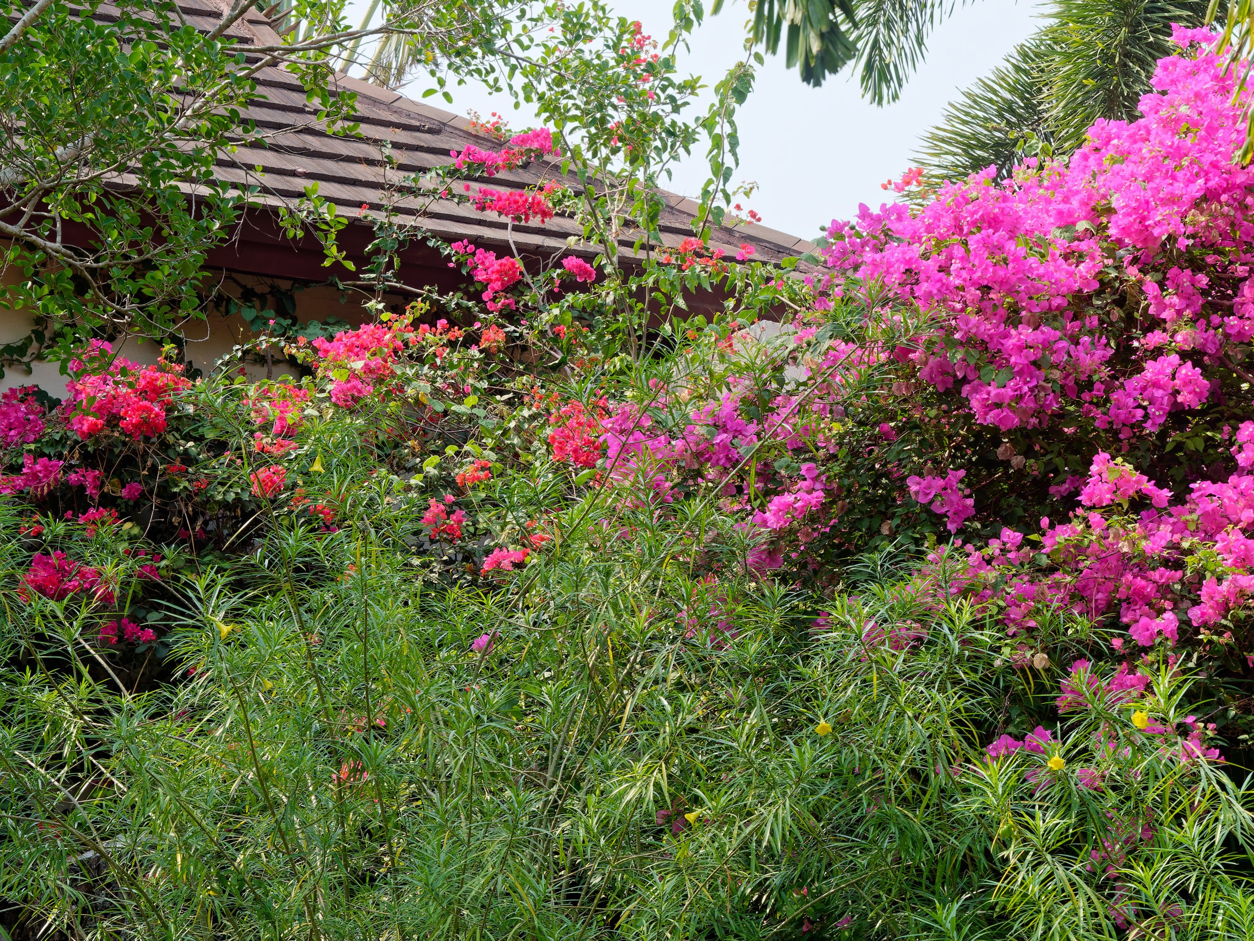 Хайнань 2026, флора, цветы и деревья. Фотопрогулки по Миру