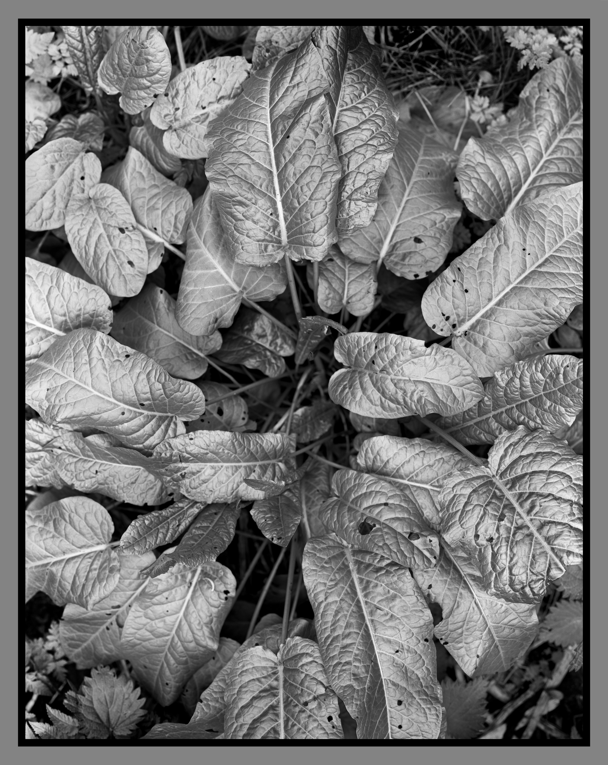 Author’s photo works in the ambrotype technique! Analog photography. Sergey Kondriuk art-photographer | artist