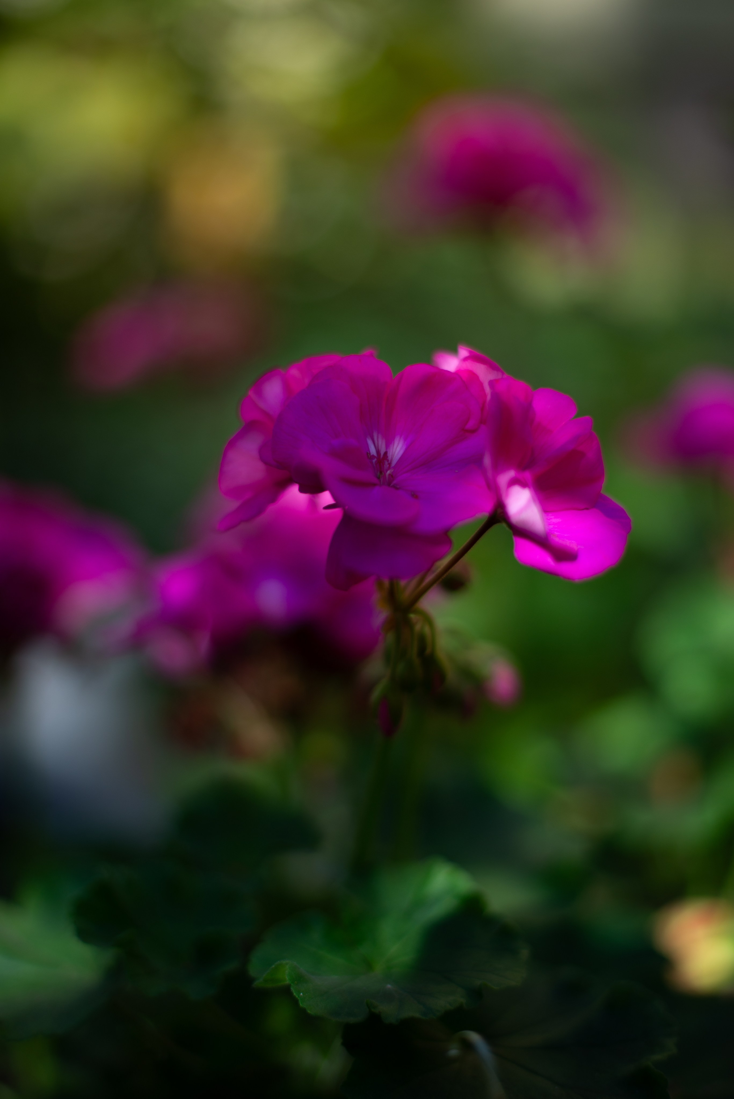 Цветы сада МГУ. Victoria Radjevna Репортажный Фотограф — Видеограф Москва • Санкт-Петербург