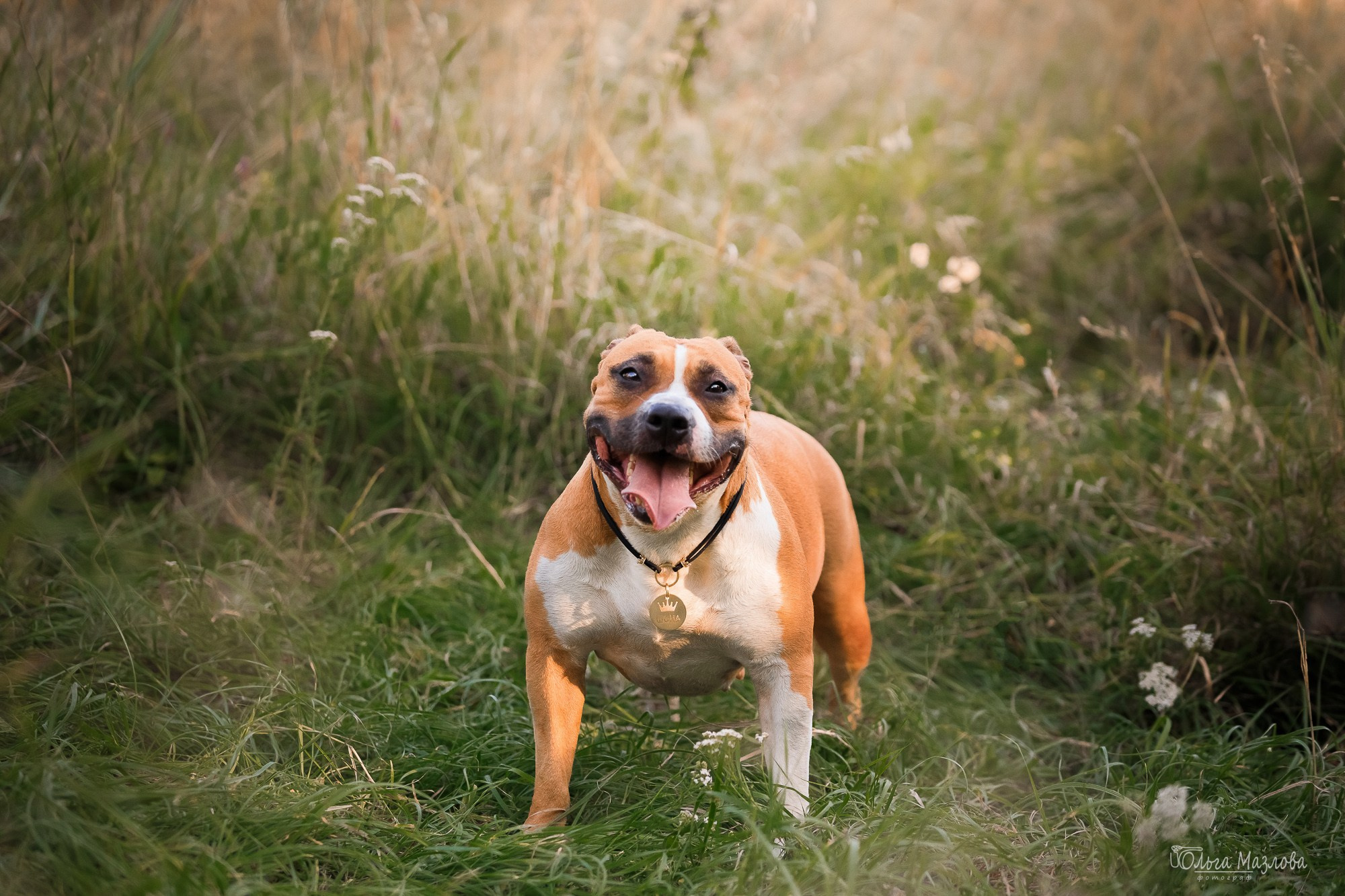 Шона и ее семья. Фотограф в Саратове Ольга Мазлова