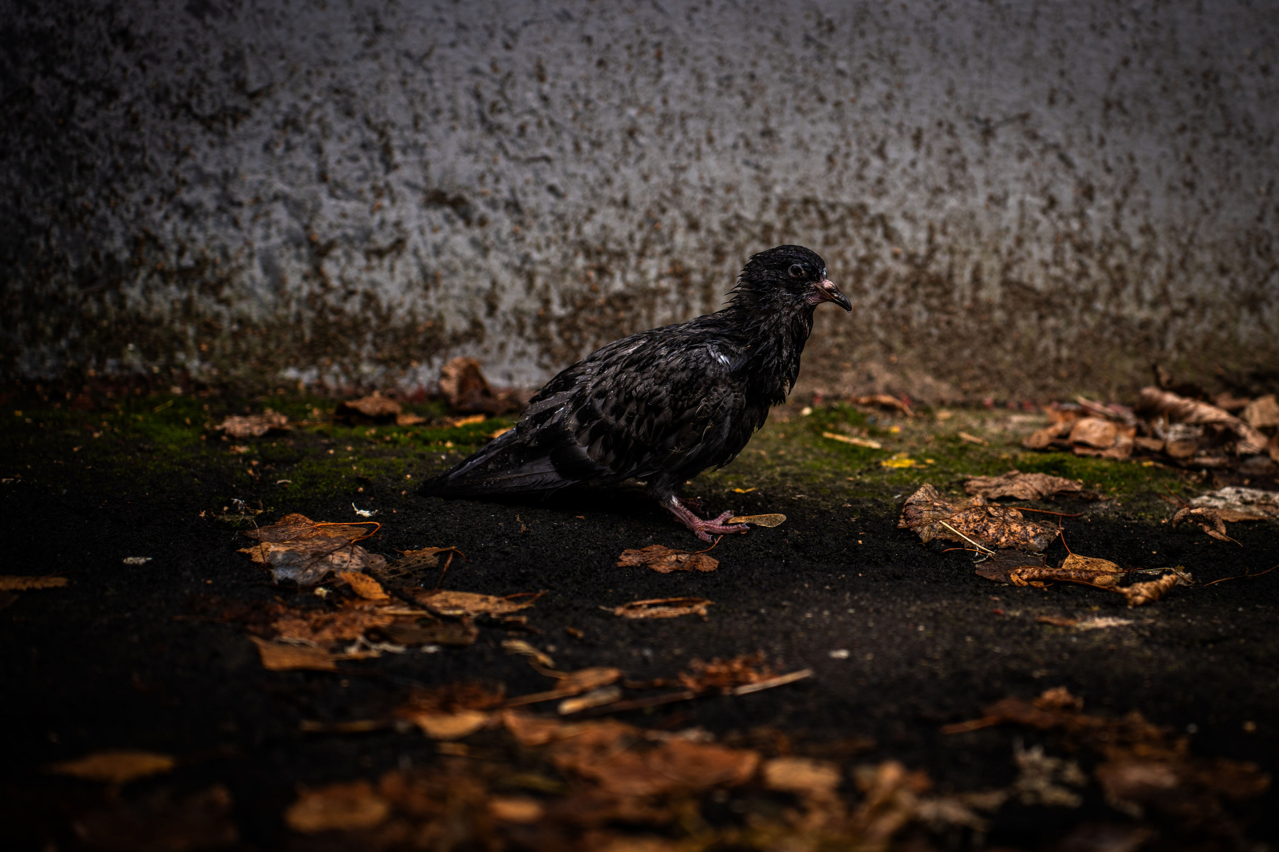Стрит. Polypolarphotography