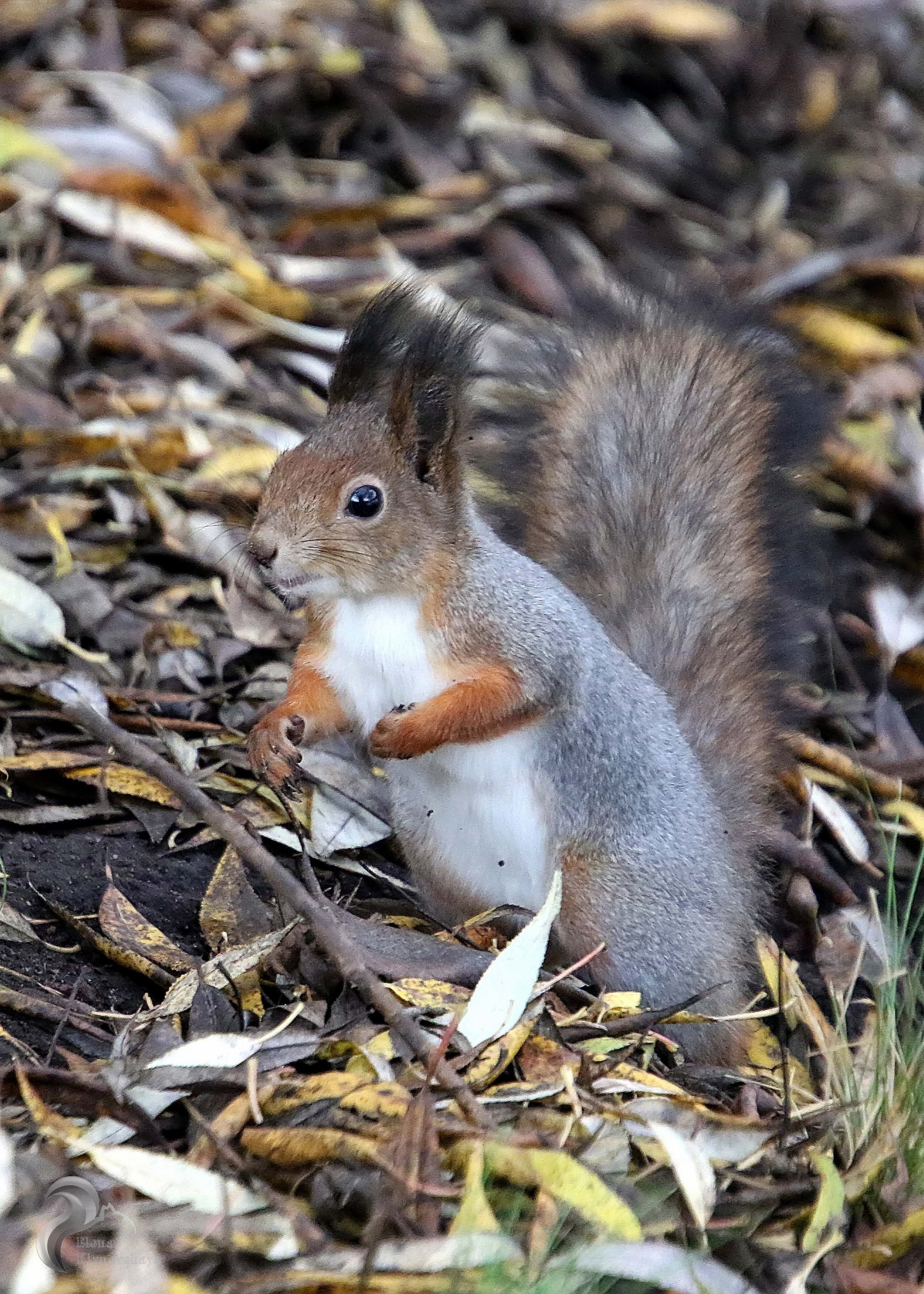 Природа. Театральная и концертная съемка