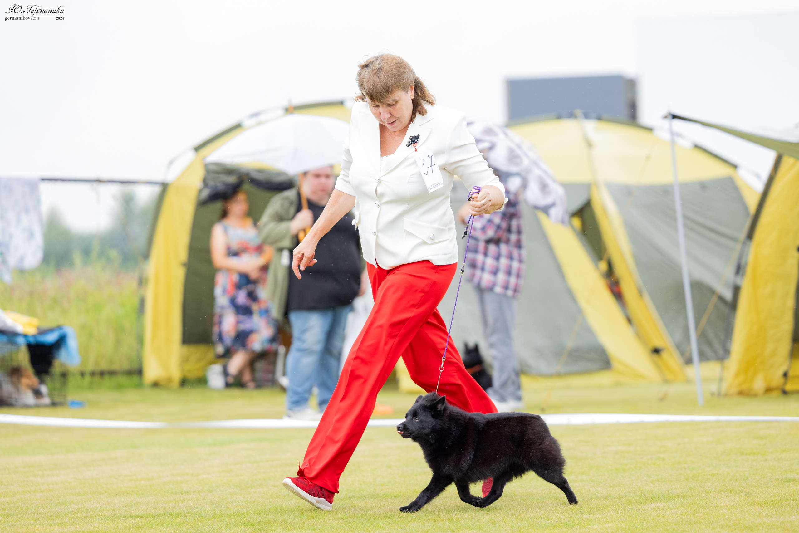 Ярославль 21.07.24 и Балашиха 13.07.24. Фотограф-анималист Юлия Германика