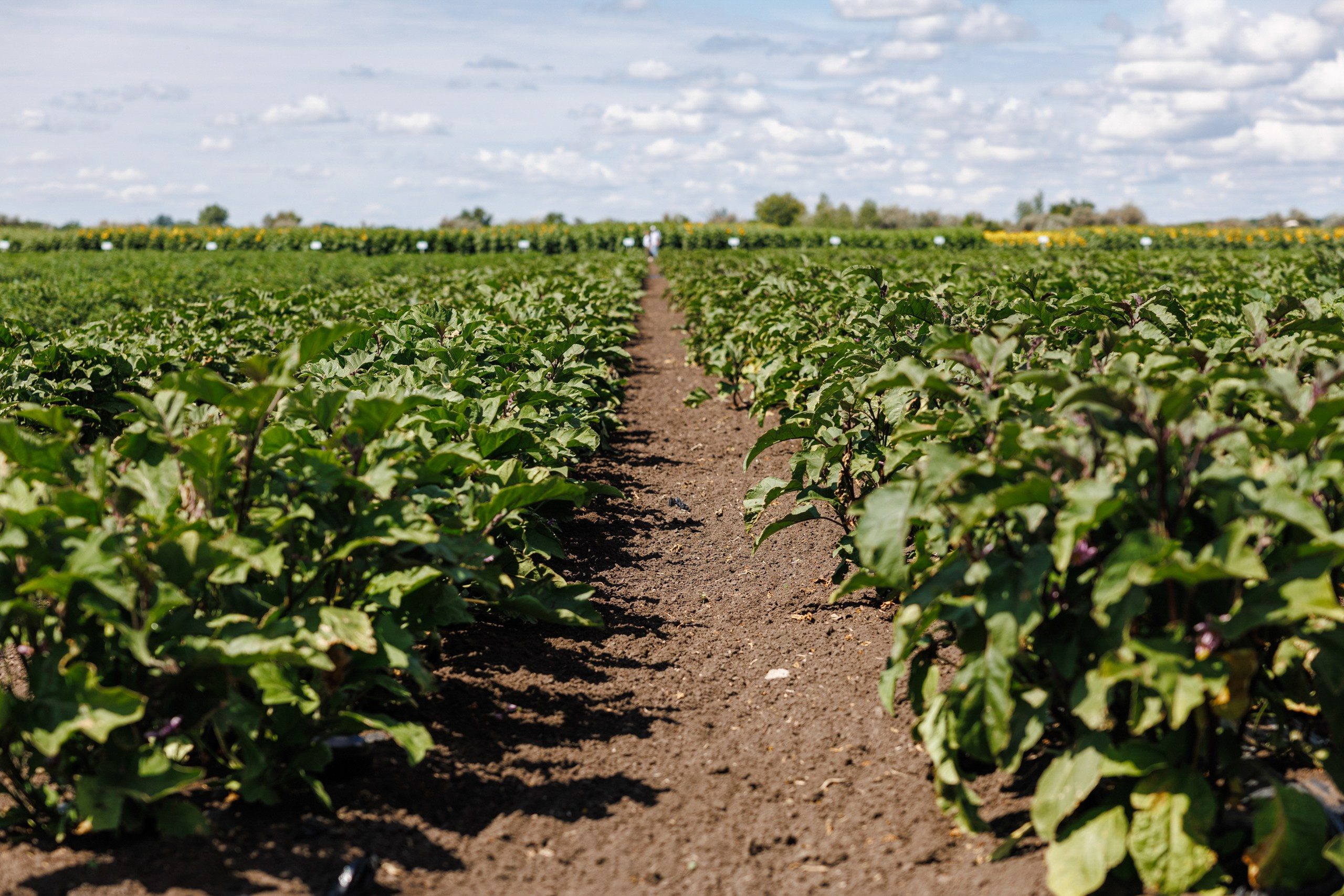 День Поля 2025 Волгоград. Фотограф Ставрополь Петр Голубенко