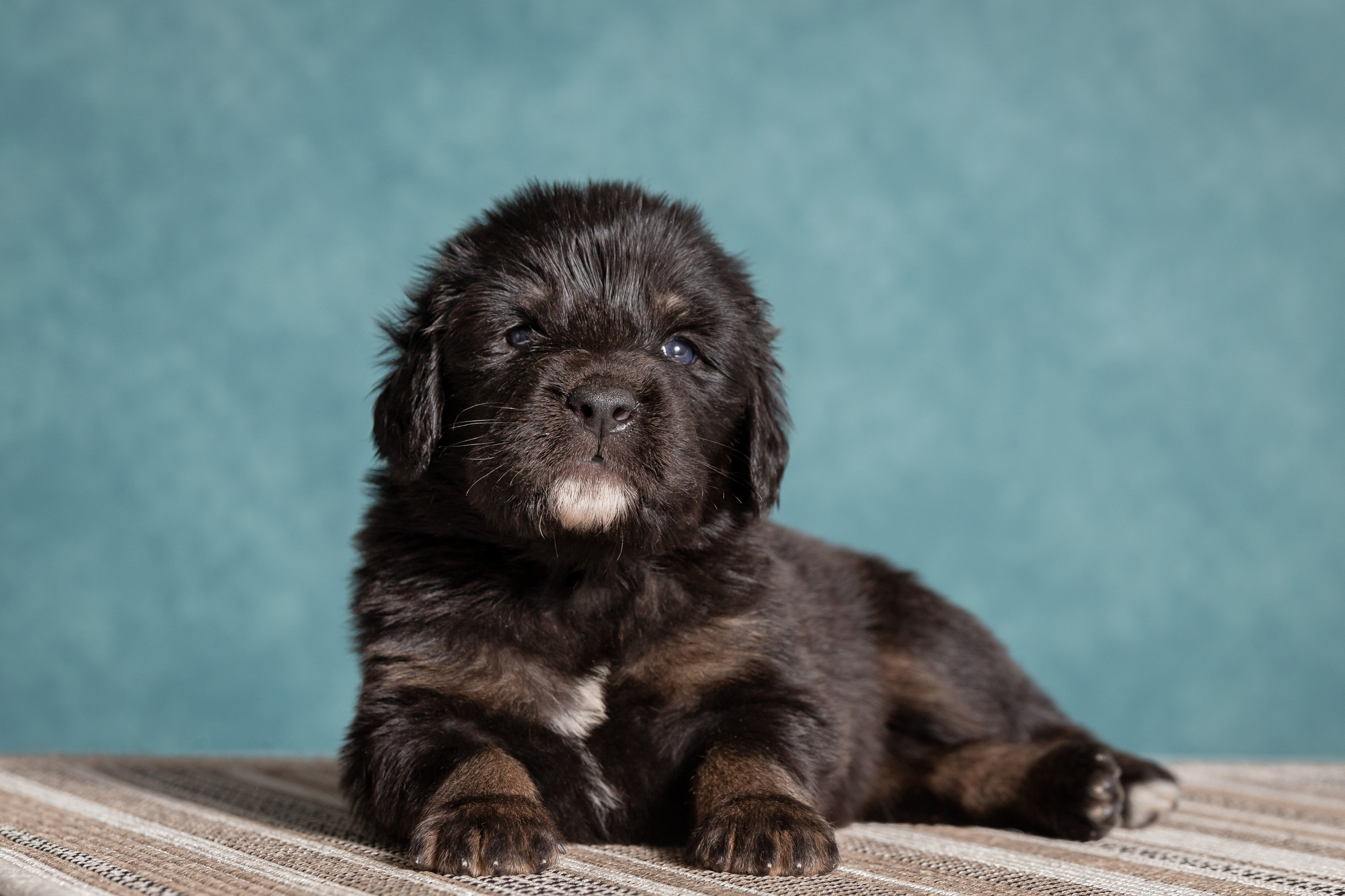 Тибетский мастиф. Юлия Микульская. Рыбинск