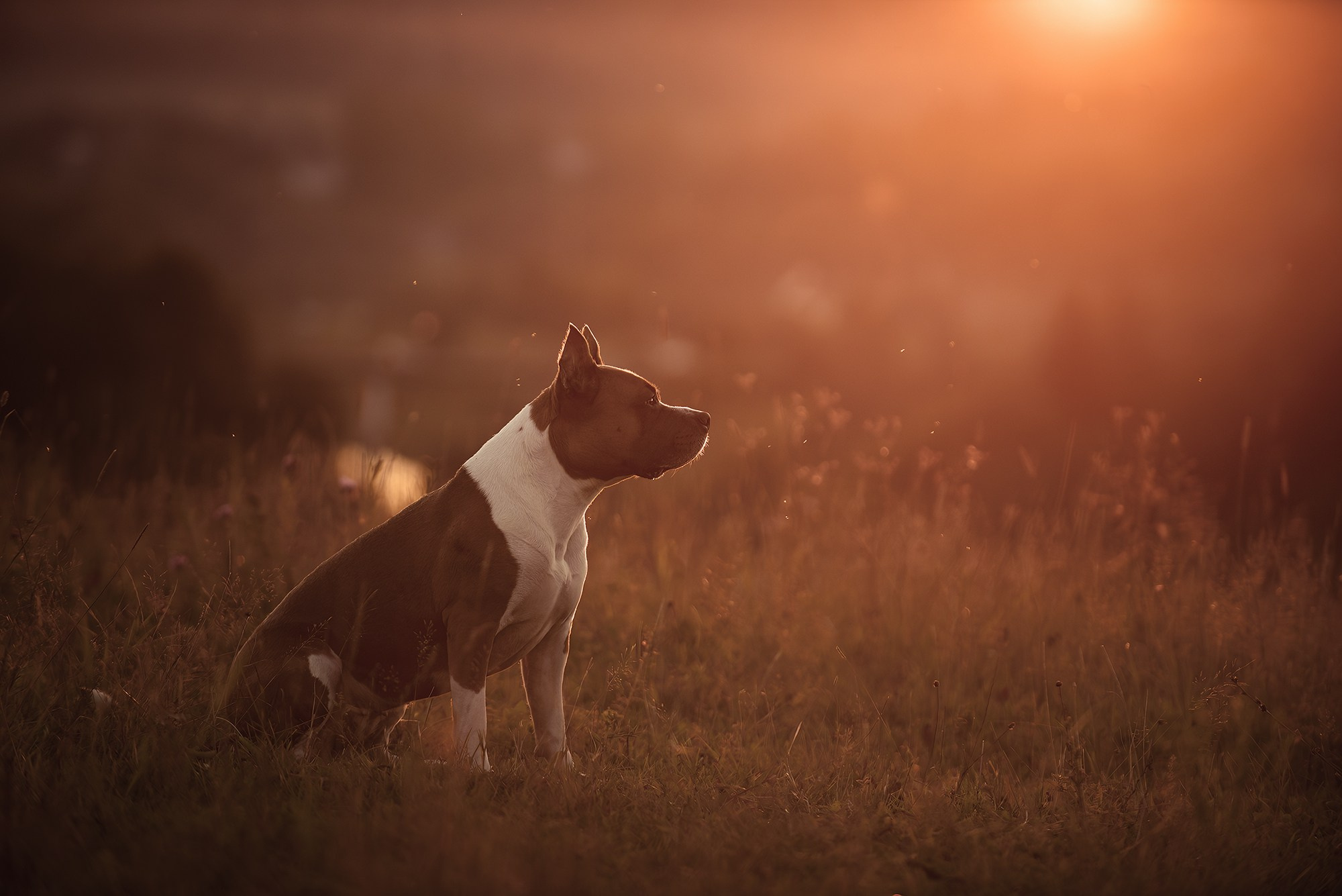 Моя прекрасная Ева. Фотограф — анималист Тигунова Мария г. Москва