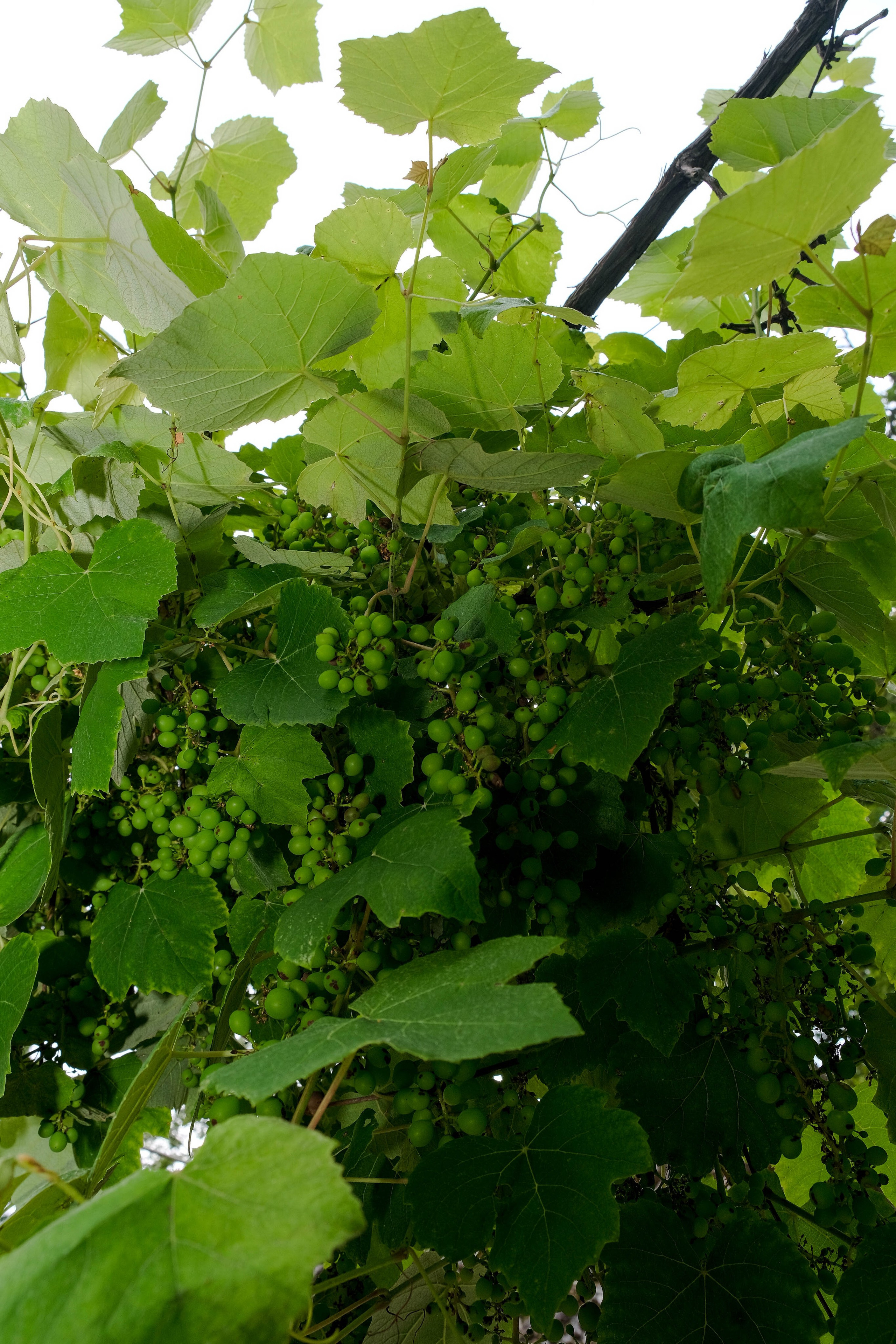 Репортажная съемка